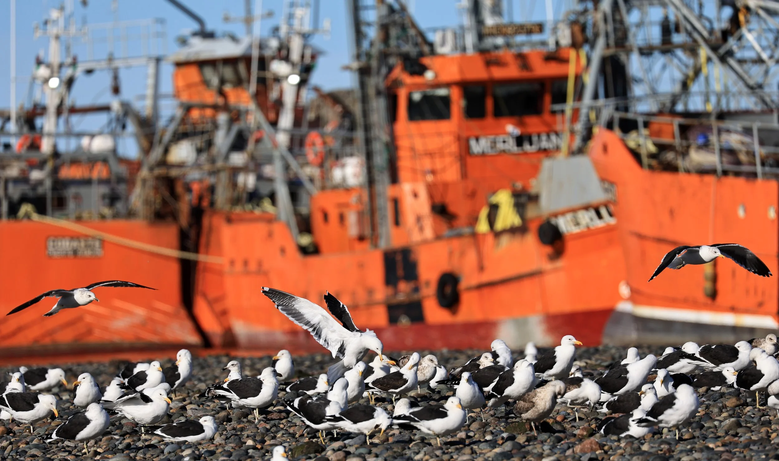 Kelp Gull (Larus dominicanus) Puerto Rawson Argentina (2).jpg