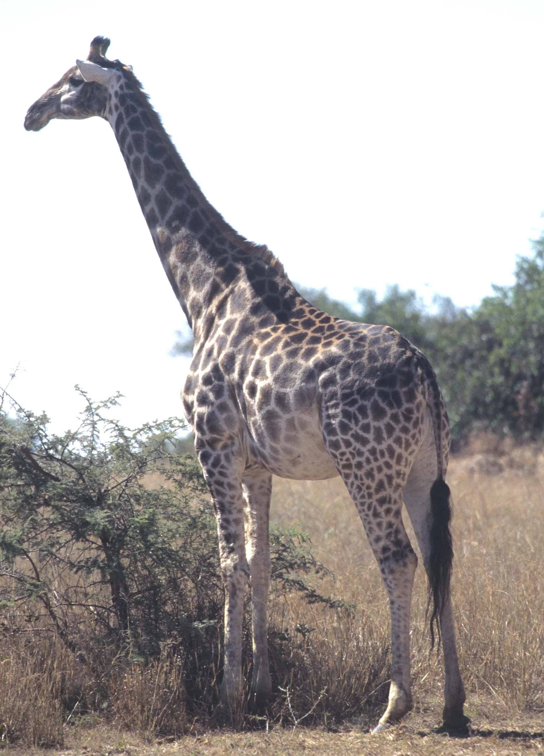 GIRAFFE-SOUTHERN - KRUGER 2.jpg