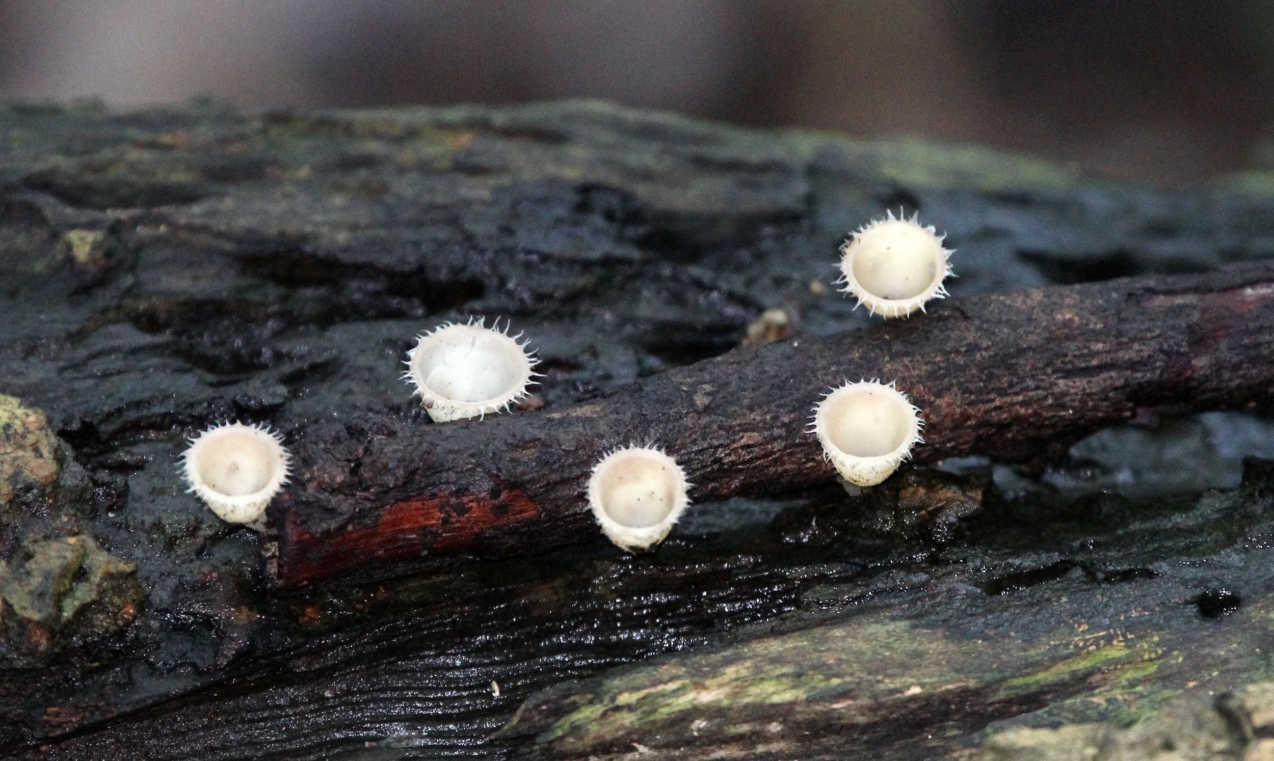 TANGKOKO NATIONAL PARK SULAWESI INDONESIA (54).JPG
