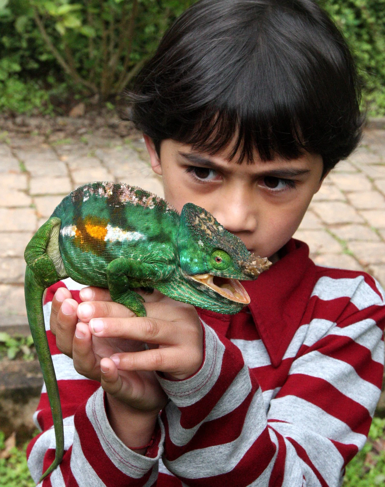 Calumma parsonii - PARSON'S CHAMELEON - MANTADIA NATIONAL PARK MADAGASCAR (47).JPG