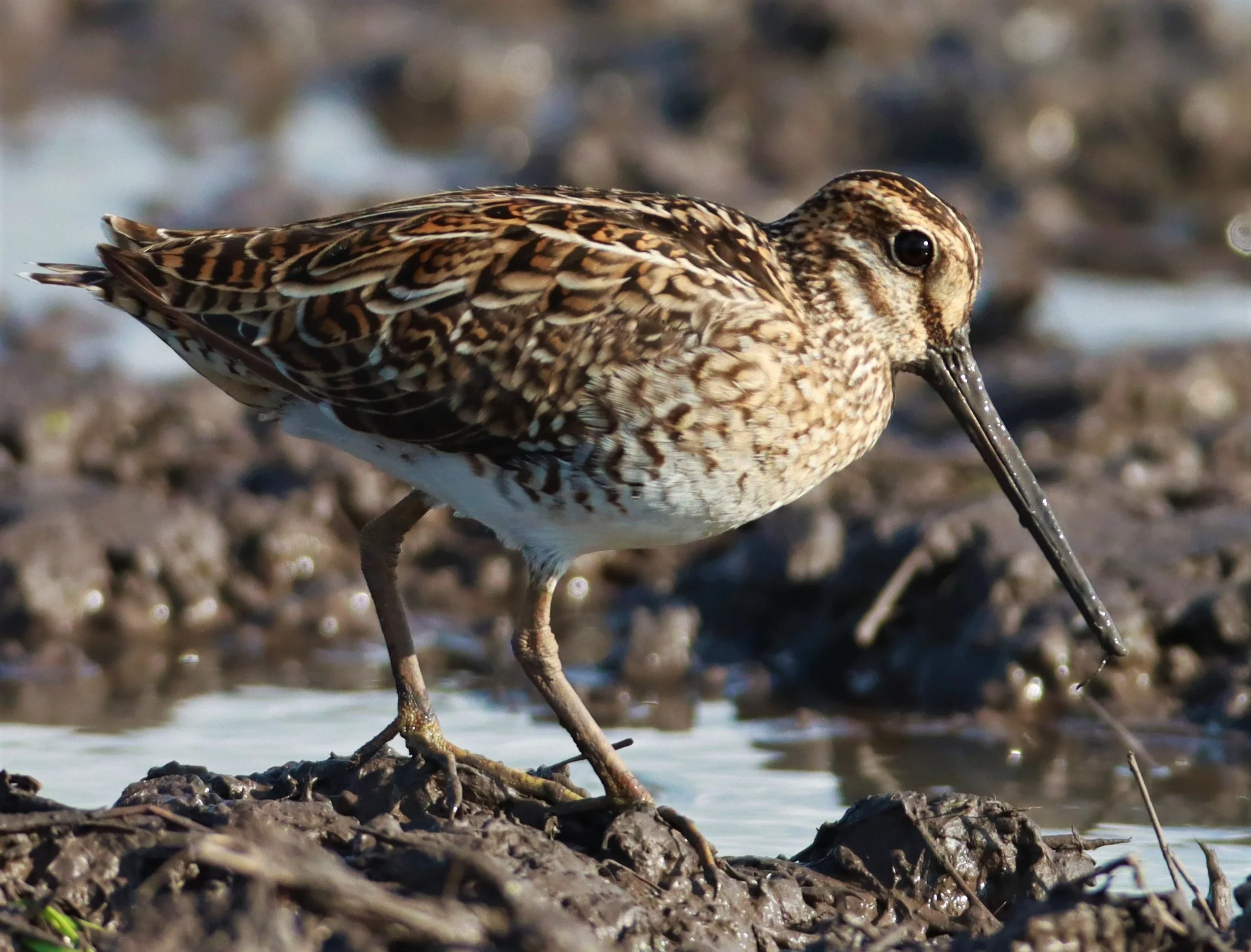 SNIPE - PINTAIL SNIPE - Gallinago stenura - PATHUM THANI RICE RESEARCH CENTER AUGUST 24 2021 (250).jpg