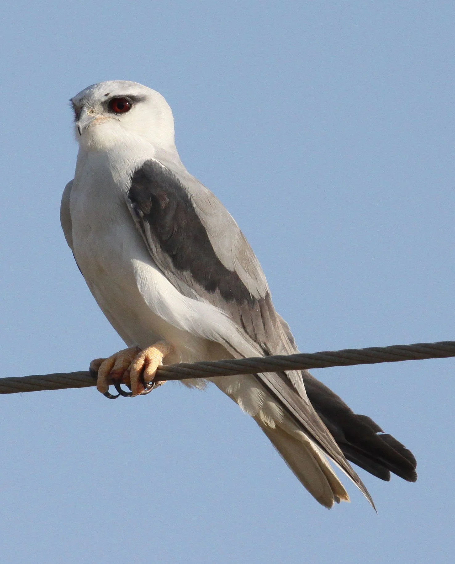 Elanus caeruleus vociferus - BLACK-SHOULDERED KITE - LITTLE RANN OF KUTCH GUJARAT INDIA (10).JPG