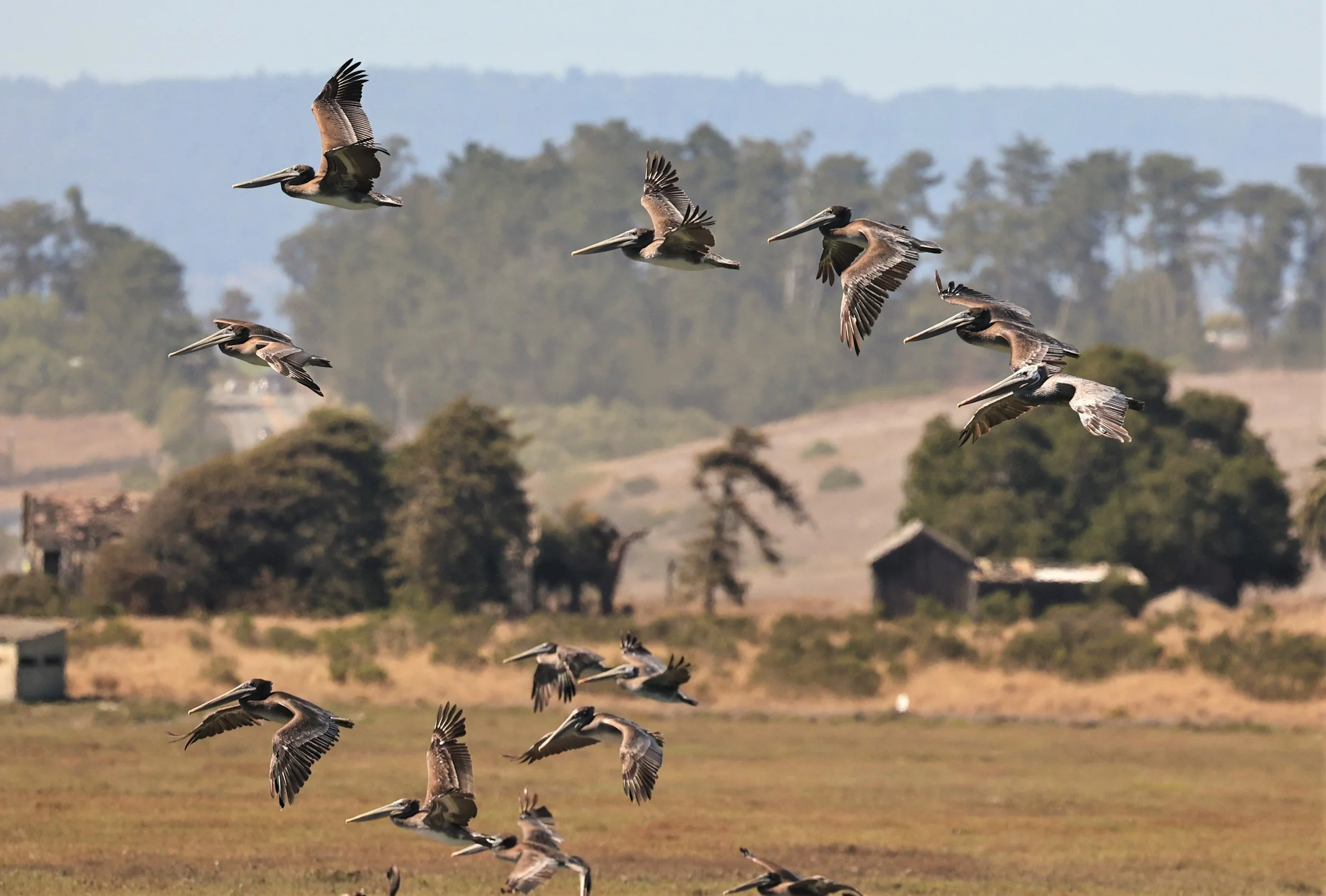 Pelecanus occidentalis - BROWN PELICAN - ELKHORN SLOUGH MOSS LANDING CALIFORNIA AUGUST 2022 (74).jpg