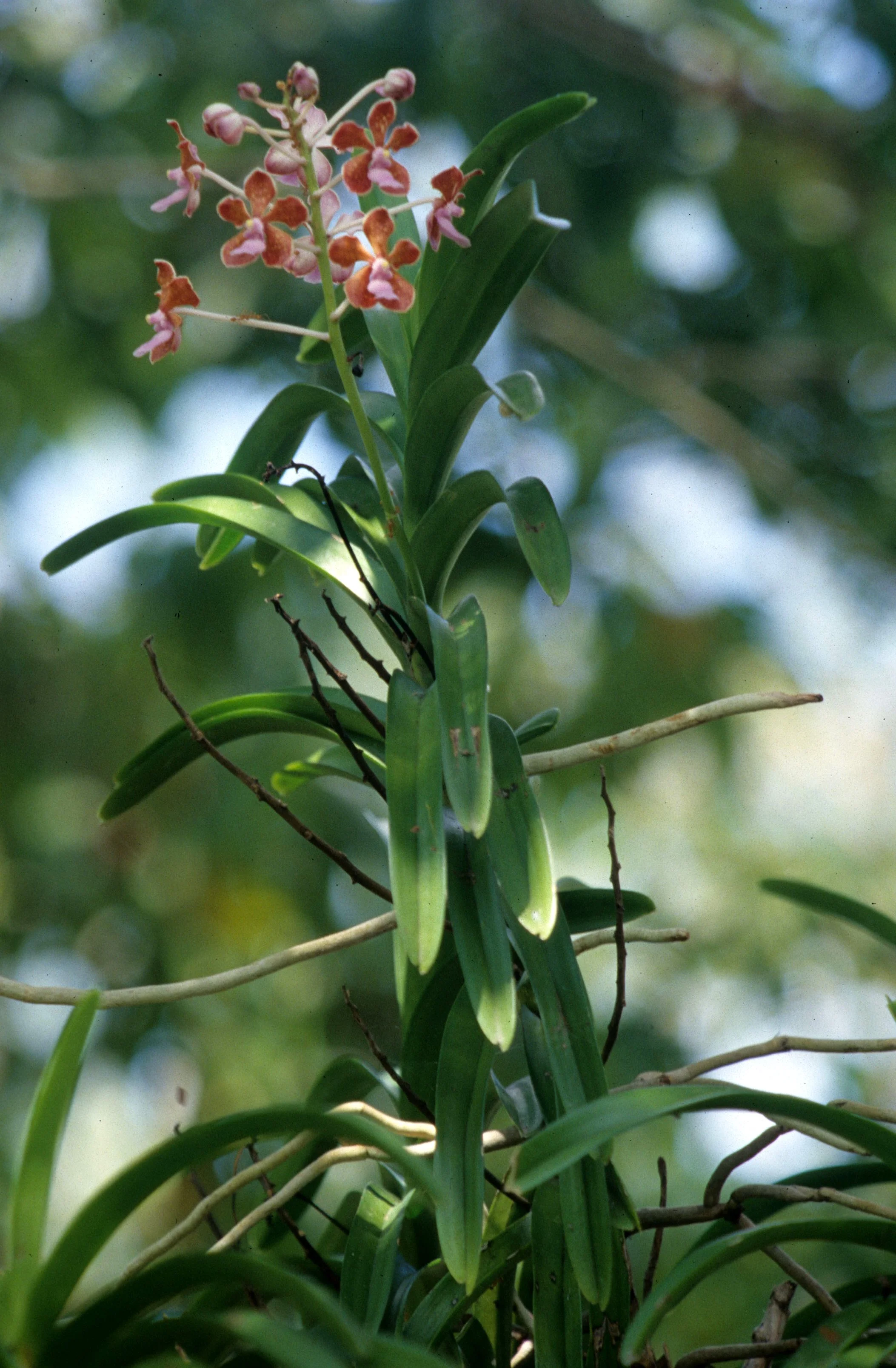 KOMODO - ORCHID SPECIES.jpg