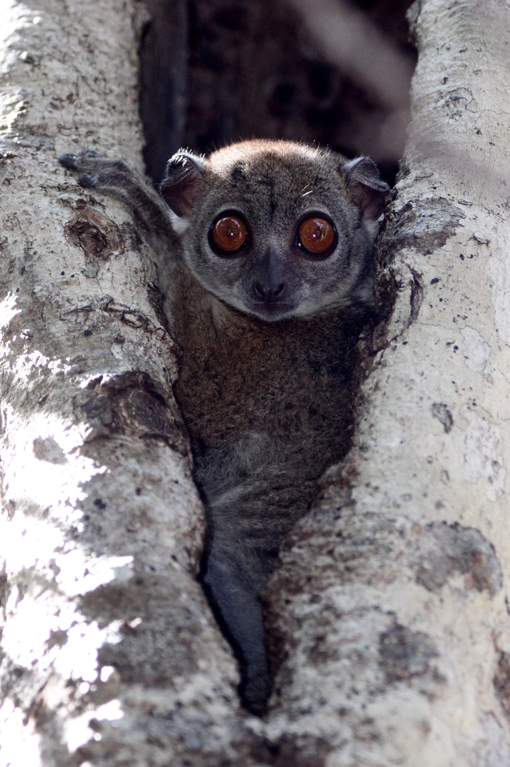 LEPILEMURIDAE - Lepilemur ankaranensis - ANKARANA NATIONAL PARK MADAGASCAR (92).JPG