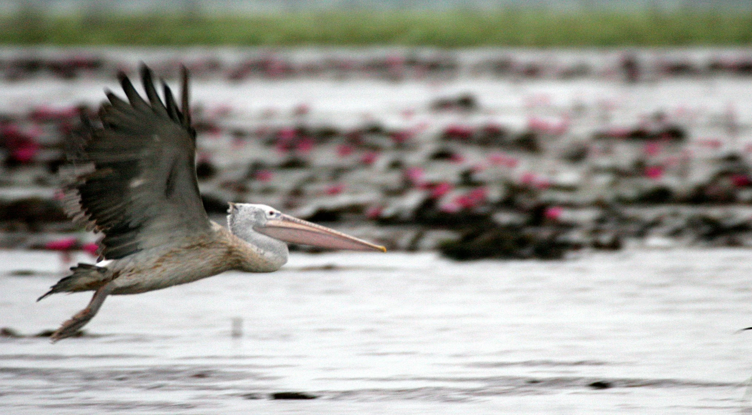 PELICAN - SPOT-BILLED PELICAN - Pelecanus philippensis - BUENG BORAPHET THAILAND (64).JPG