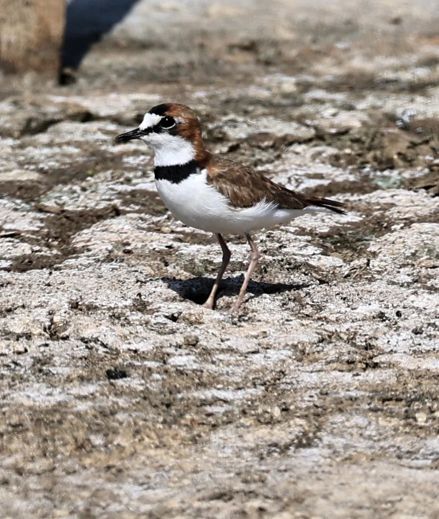 Collared Plover (Anarhynchus collaris) Chaco Lodge & Laguna Salada Paraguay (17).jpg