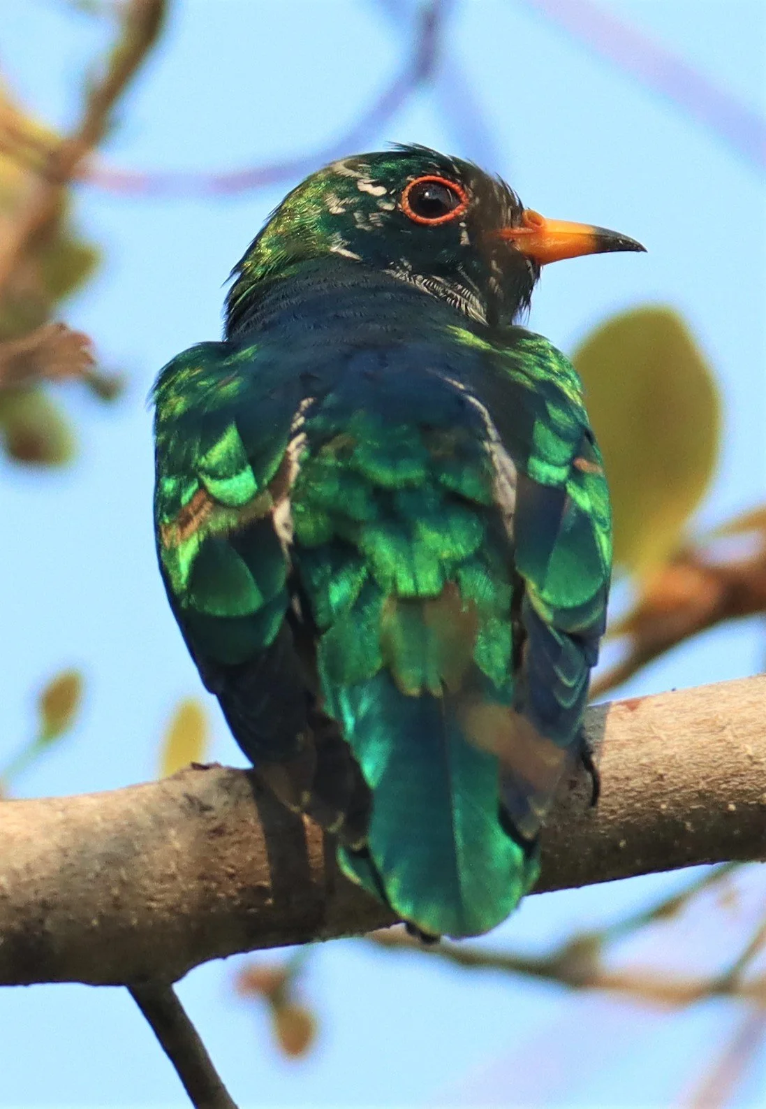 Asian Emerald Green Cuckoo (Chrysococcyx maculatus) Rama IX Park Bangkok (19).jpg