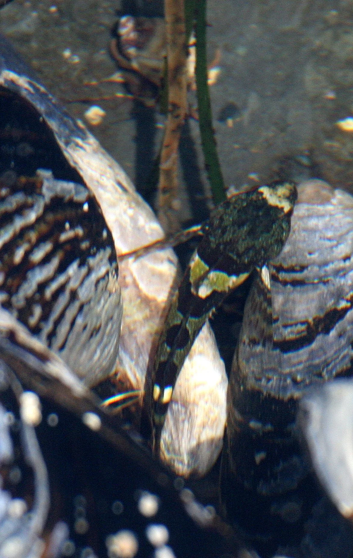 FISH - SCULPIN SPECIES A - TONGUE POINT WA (5).JPG