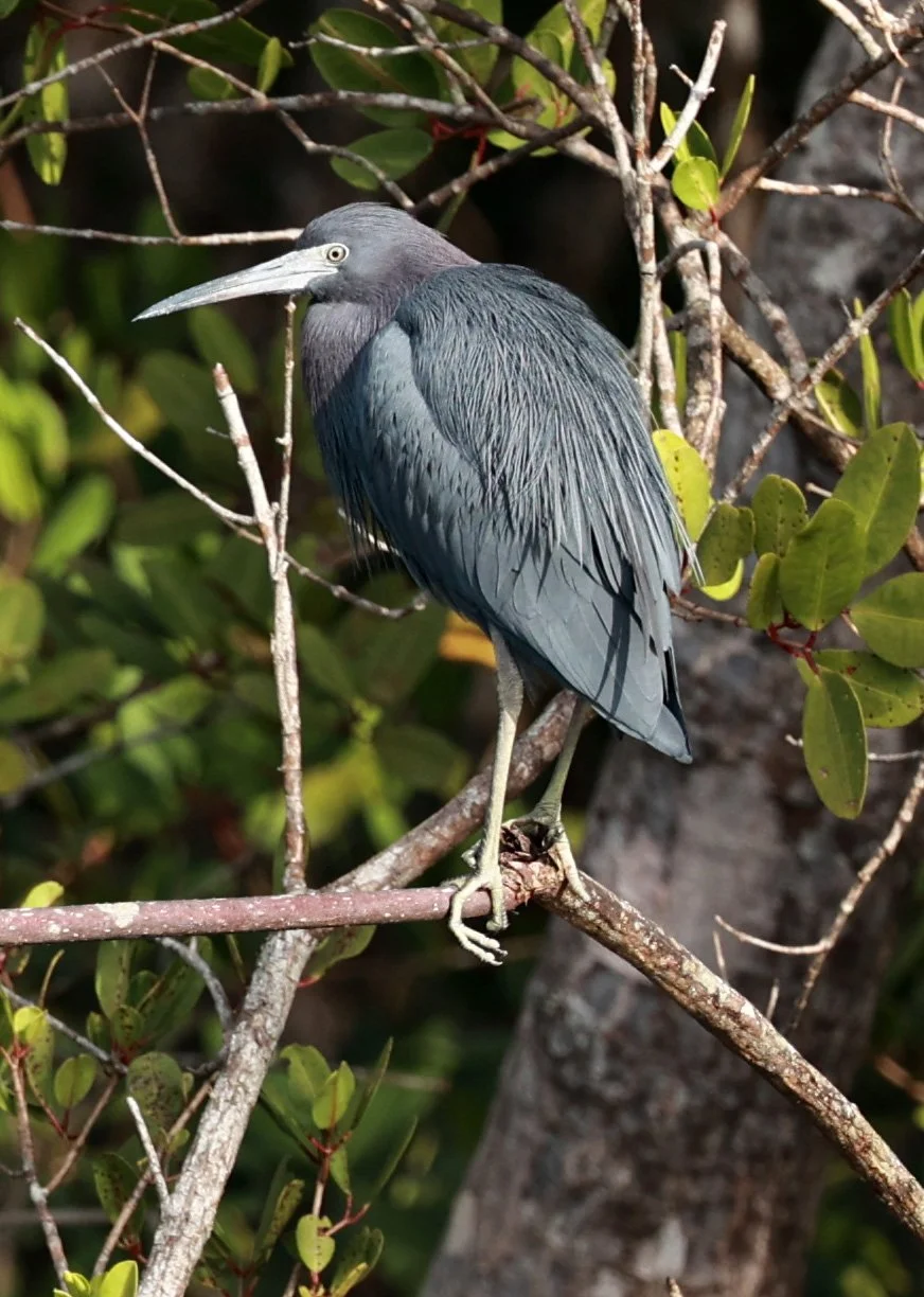 Little Blue Heron (Egretta caerulea) Superagüi National Park, Brazil (3).jpg