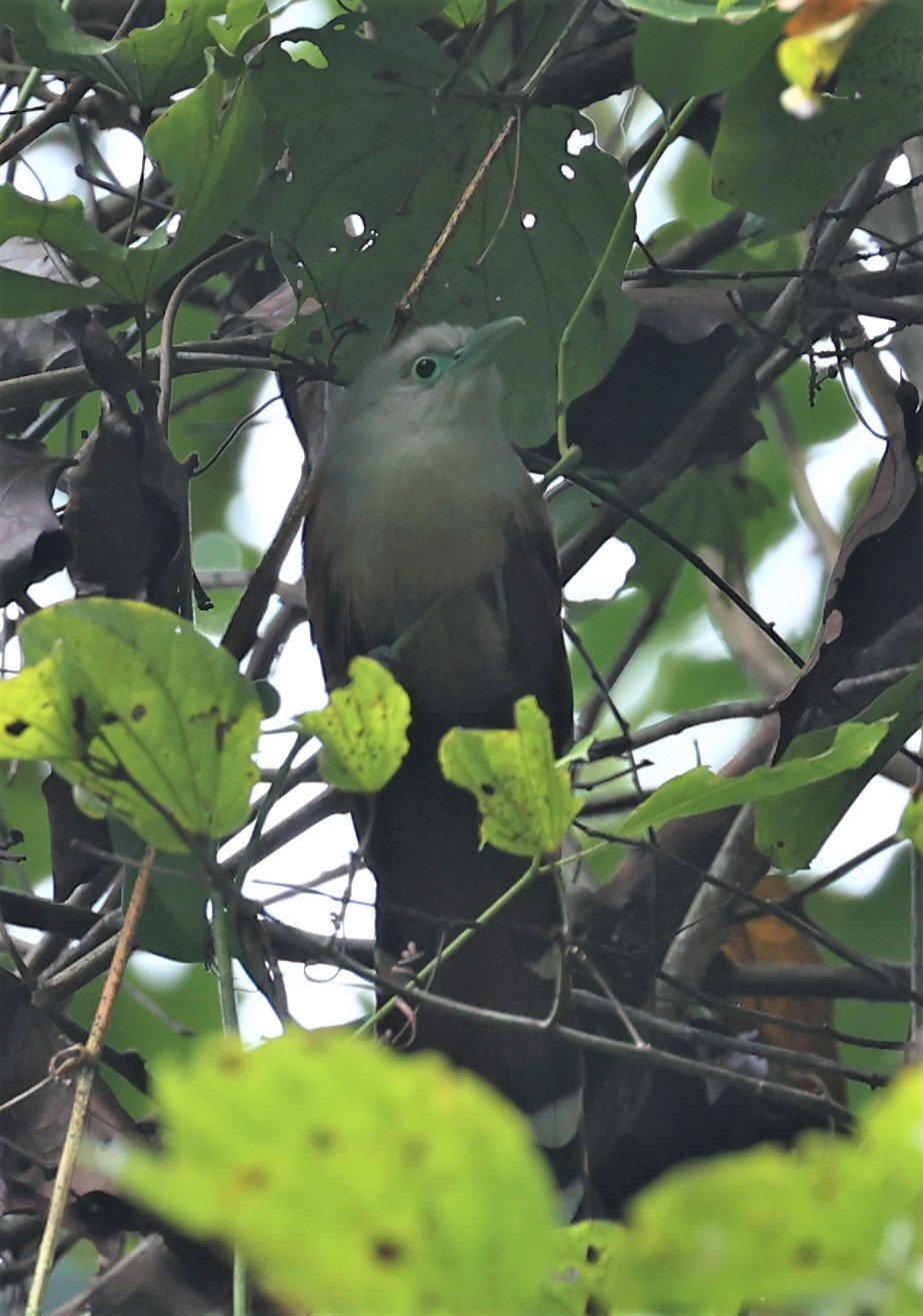 Raffle's Malkoha (Rhinortha chlorophaea) Krung Ching Khao Luang NP Thailand (18).JPG