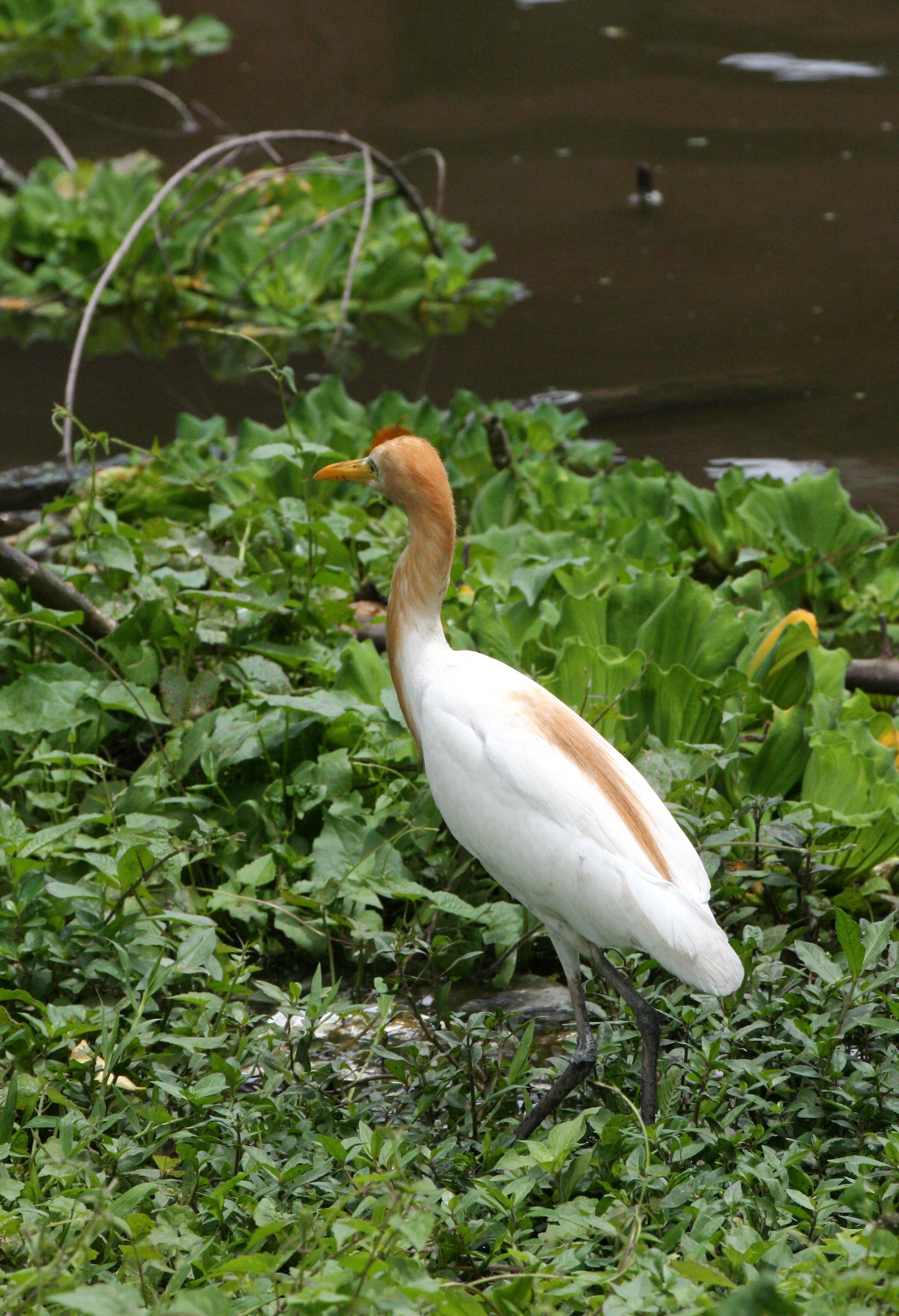 EGRET - CATTLE EGRET (EASTERN) - Bubulcus coromandus - NAKHON DUMP & WETLANDS (16).JPG