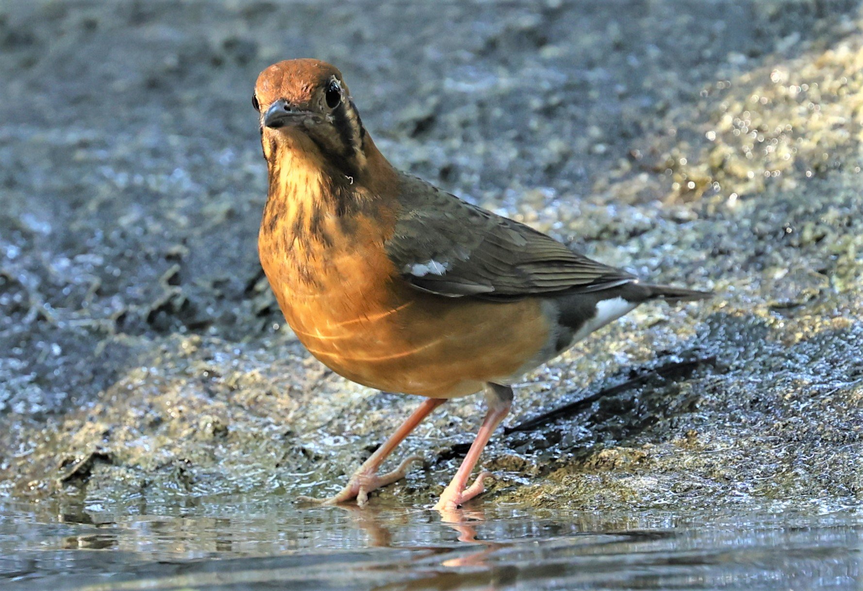 Orange-headed Thrush (Zoothera citrina) Wat Tham Prathum Chonburi Thailand (12).jpg