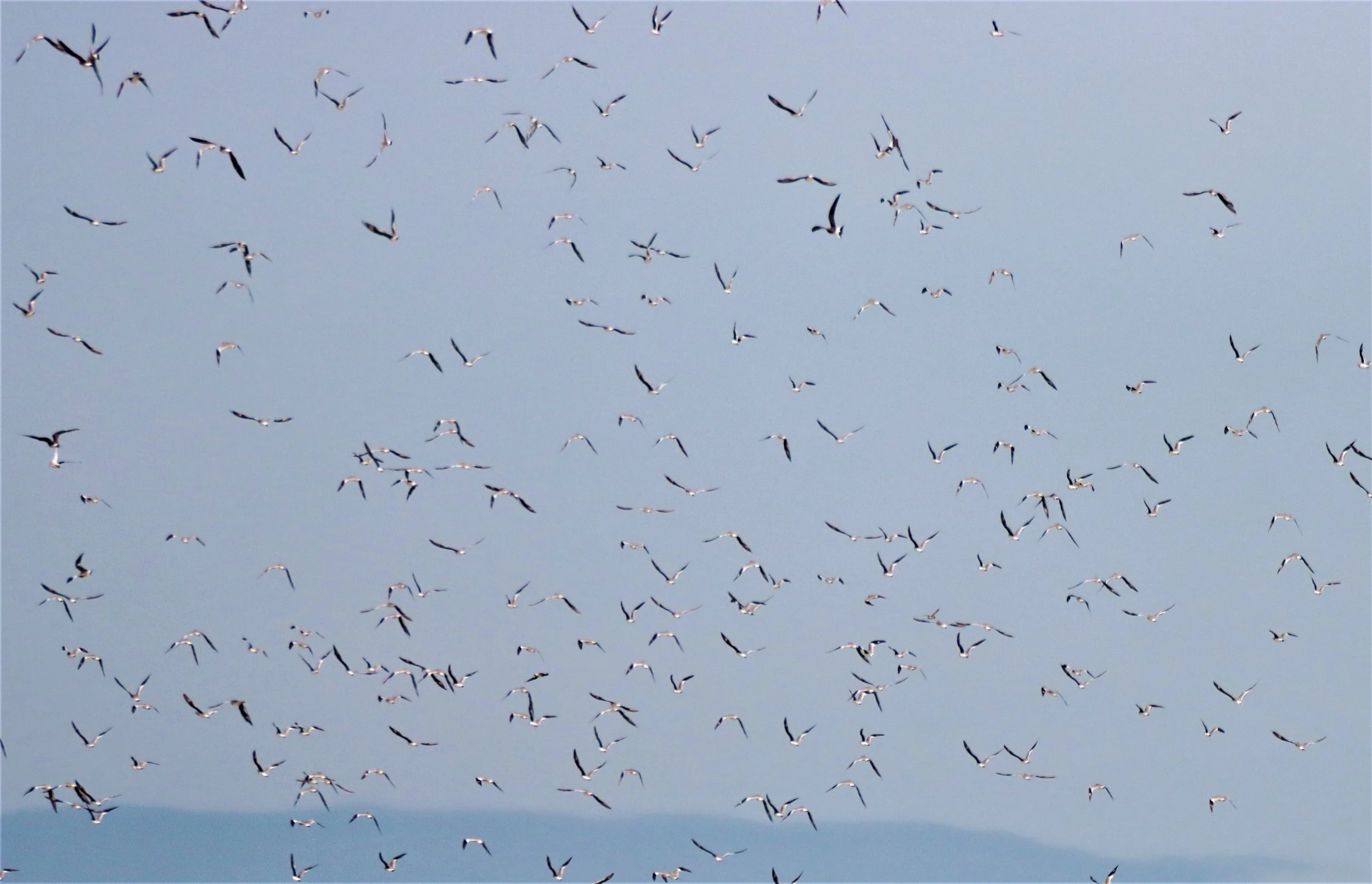 PRATINCOLE - SMALL PRATINCOLE - Glareola lactea - BUENG BORAPHET NAKHON SAWAN AUGUST 2021 (18).jpg