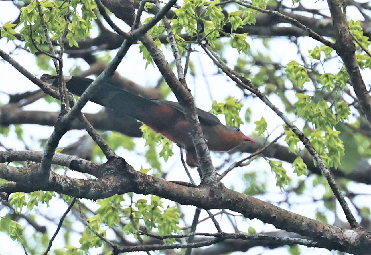 Red-billed Malkoha (Zanclostomus javanicus) Krung Ching Khao Luang NP Thailand (10).jpg