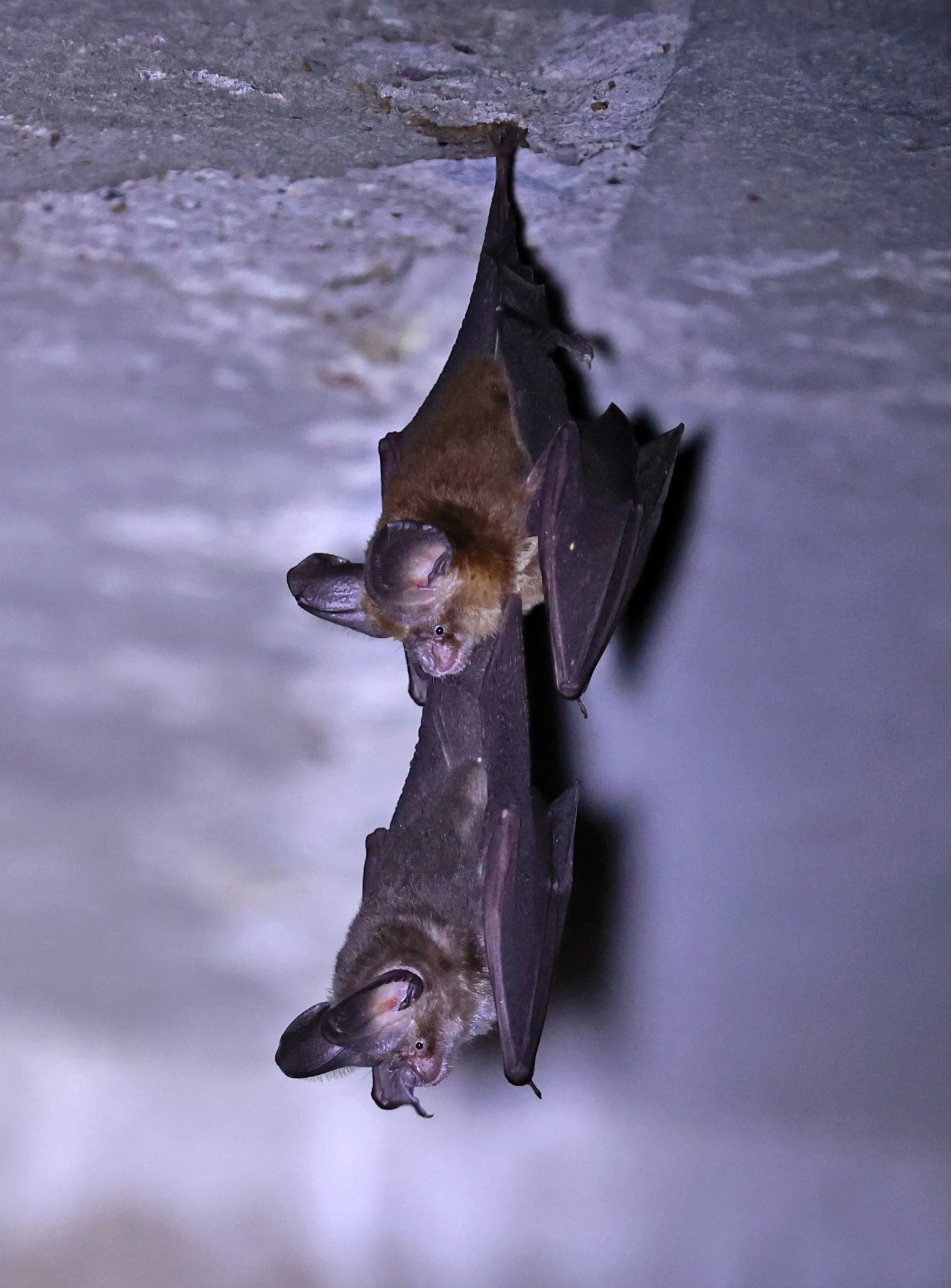 Hipposideros gentilis 
