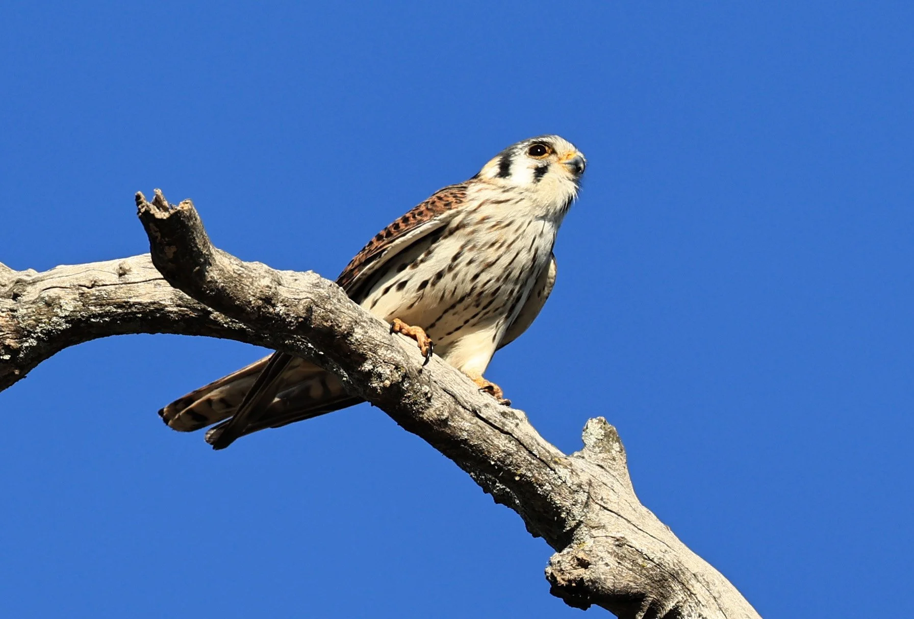 American Kestrel (Falco sparverius) Fortin Toledo Paraguay (4).jpg