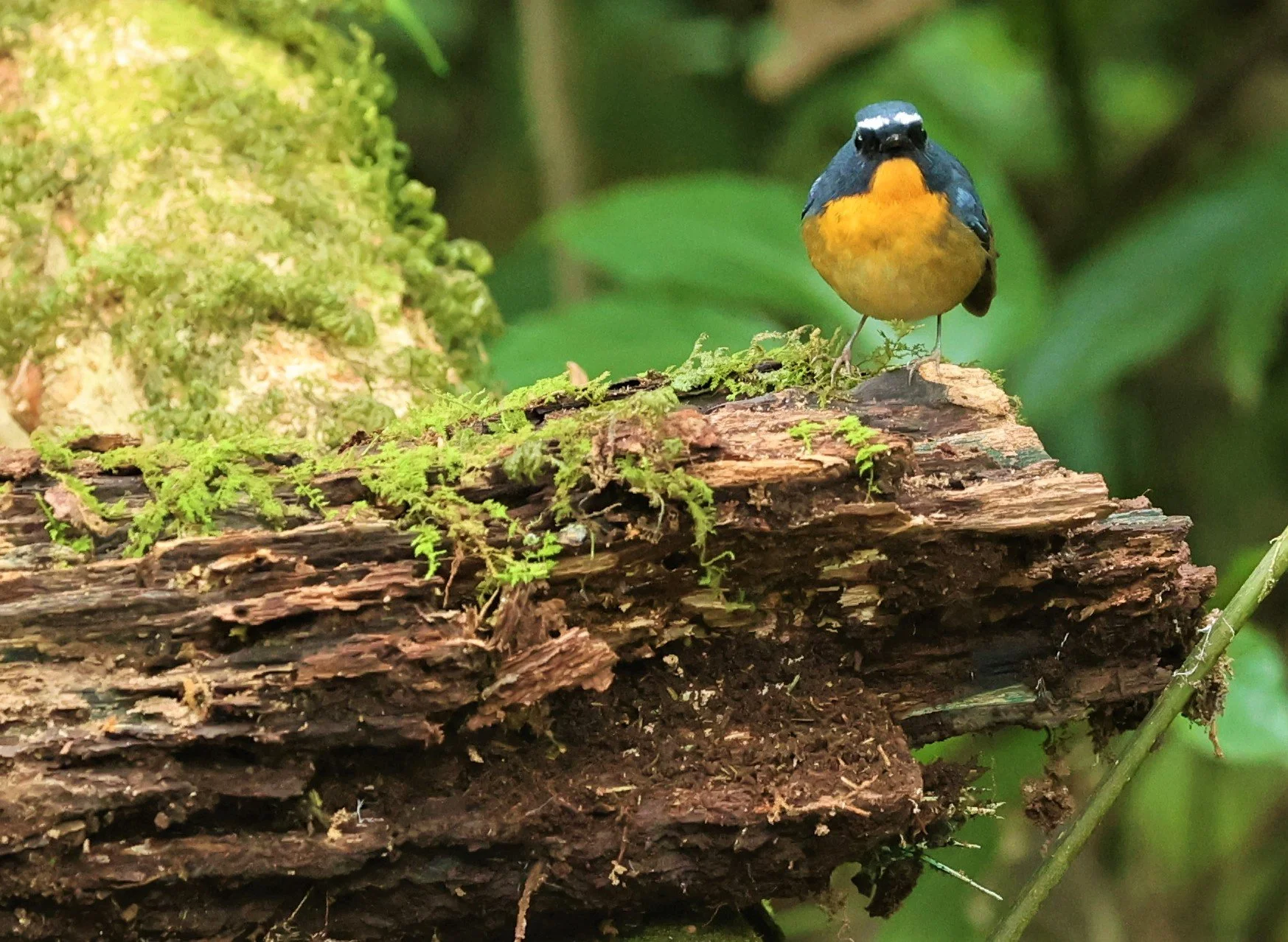 FLYCATCHER - SNOWY-BROWED FLYCATCHER - Ficedula hyperythra - DOI PHA HOM POK NP DOI LANG EAST FEB 2022 (36).jpg