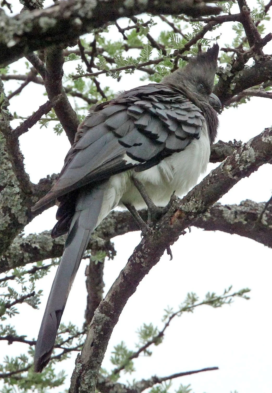 White-bellied Go-away-bird (Crinifer leucogaster) Abiata-Shalla NP Ethiopia (2).JPG