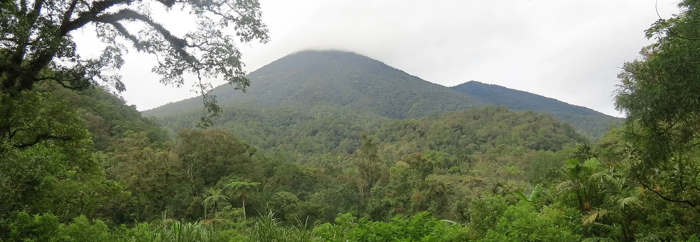 GEDE NATIONAL PARK - JAVA BARAT INDONESIA (63).JPG