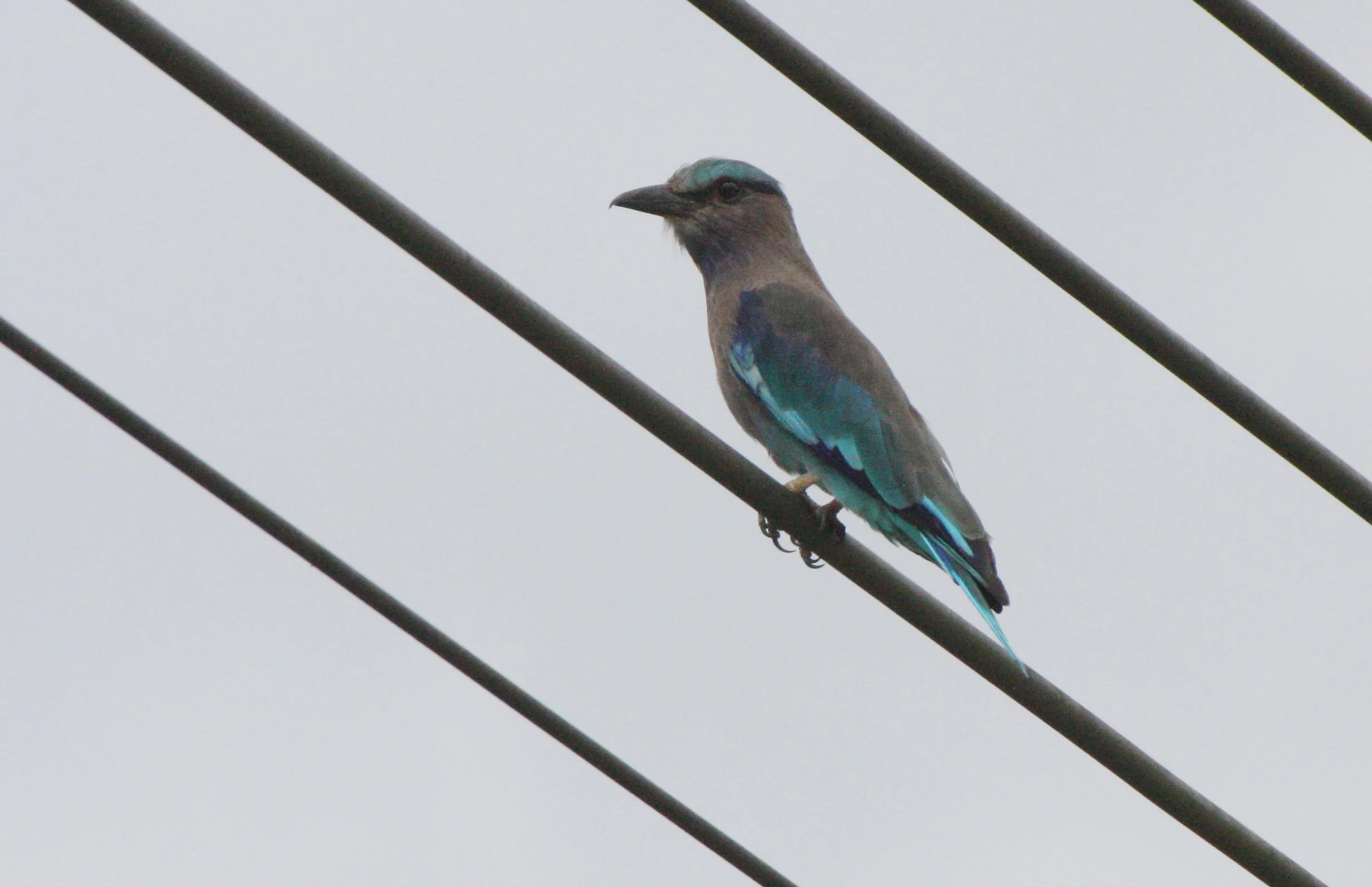 Indochinese Roller (Coracias affinis) Nakhonsithammarat Thailand (5).JPG