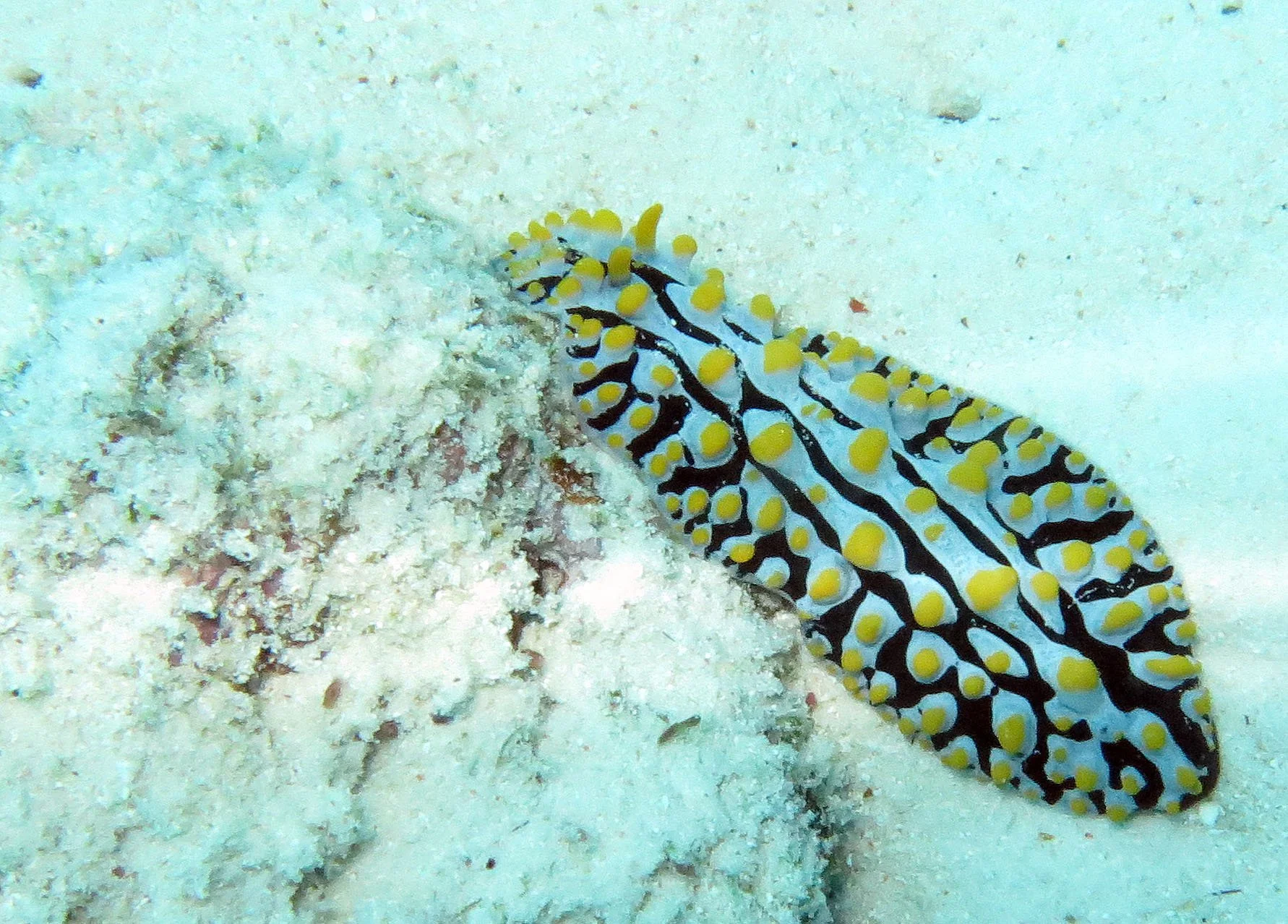 Nudibranch - Phyllidia varicosa - Similans, Thailand 