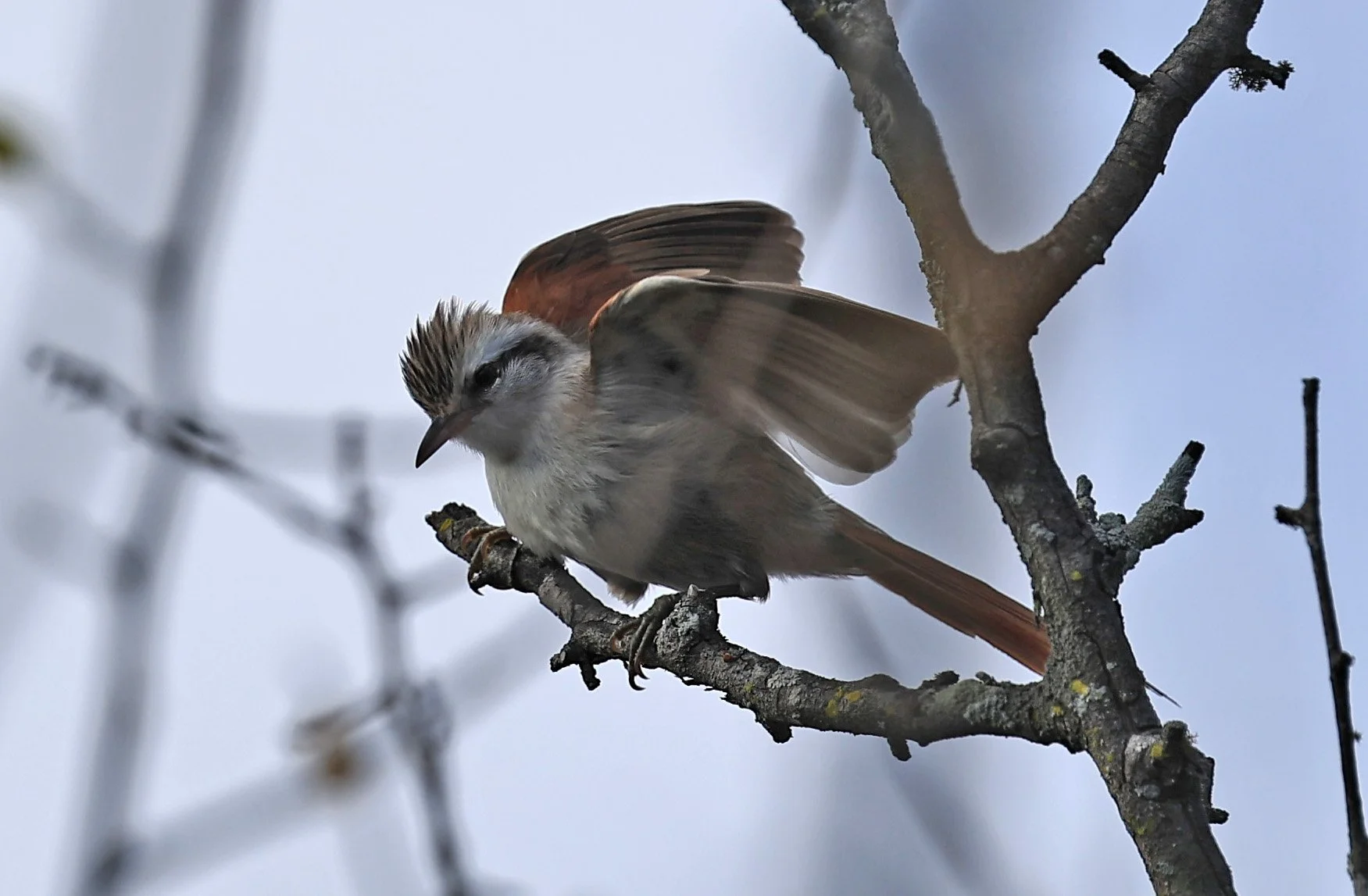 Stripe-crowned Spinetail (Cranioleuca pyrrhophia) Selva Serena Natural Reserve (1).jpg
