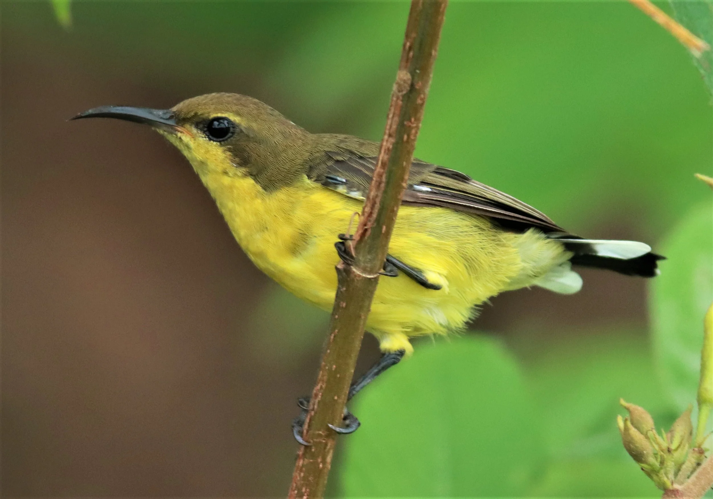 SUNBIRD - OLIVE-BACKED SUNBIRD - Nectarinia jugularis - NONG YA PLONG PETCHABURI (5).jpg