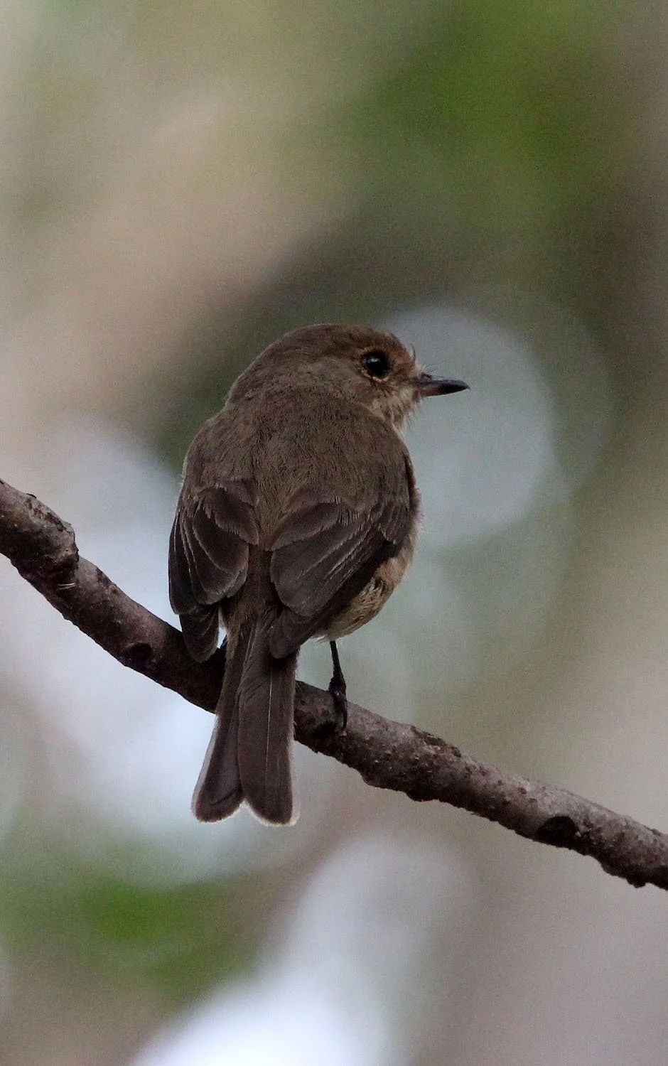 BIRD - FLYCATCHER - AFRICAN DUSKY FLYCATCHER - ZIWAY LAKE ETHIOPIA (3).JPG