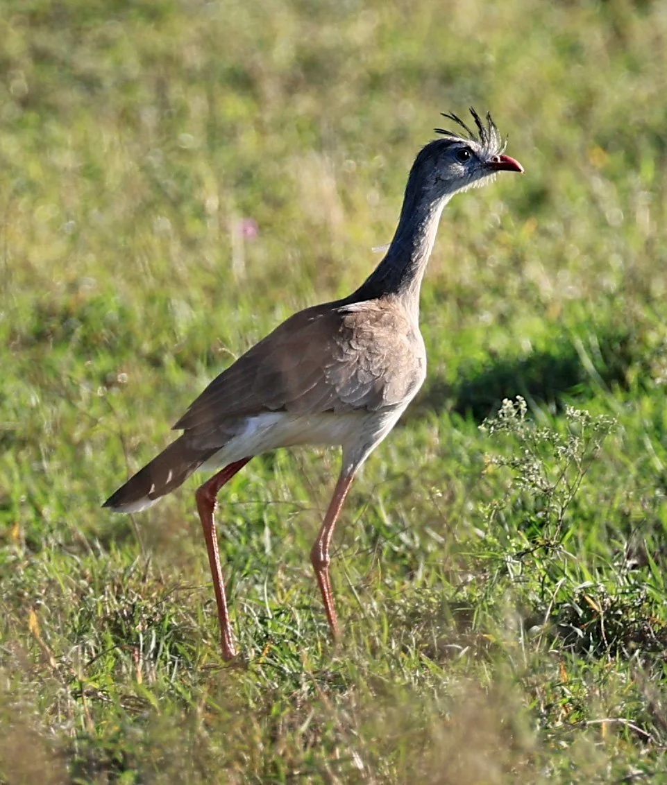 Red-legged Seriema (Cariama cristata) Neuland Mennonite Colony Paraguay (4).jpg