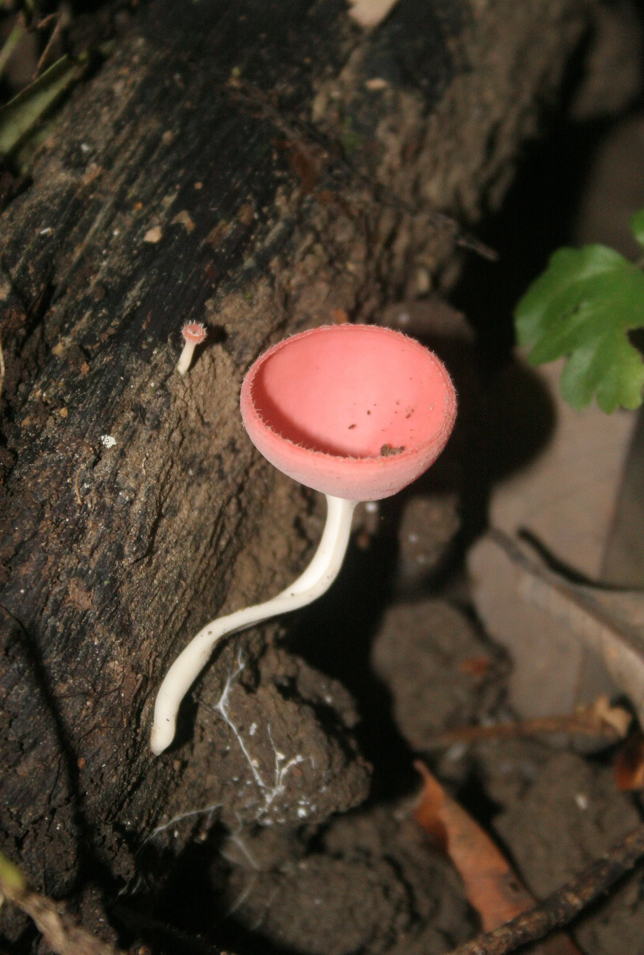 DANUM VALLEY BORNEO - CUP FUNGUS SPECIES.JPG