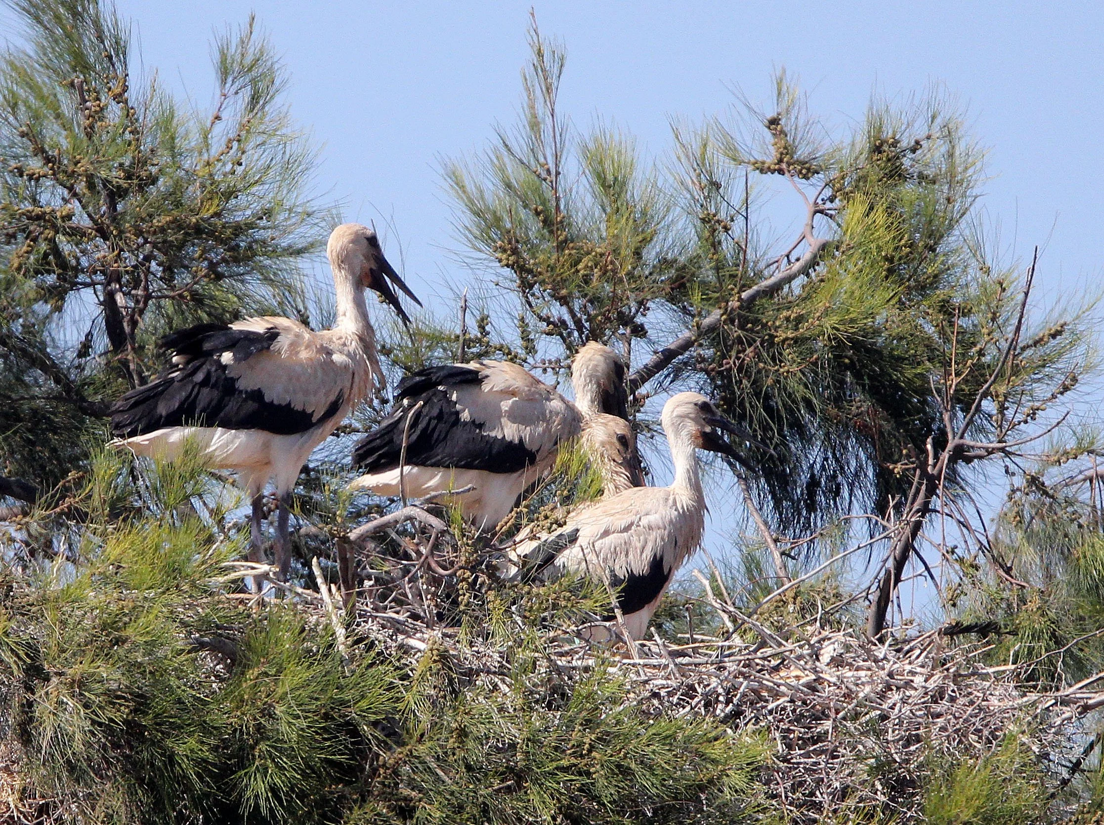 STORK - WHITE STORK - Ciconia ciconia - NORTHERN TUNISIA (5).JPG