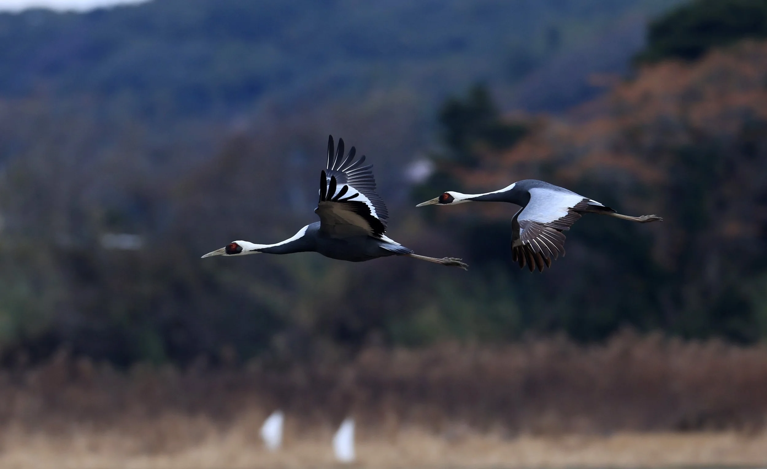 White-naped Crane (Antigone vipio) Izumi Crane Park & Center, Izumi Kagoshima Kyushu Japan (300).jpg