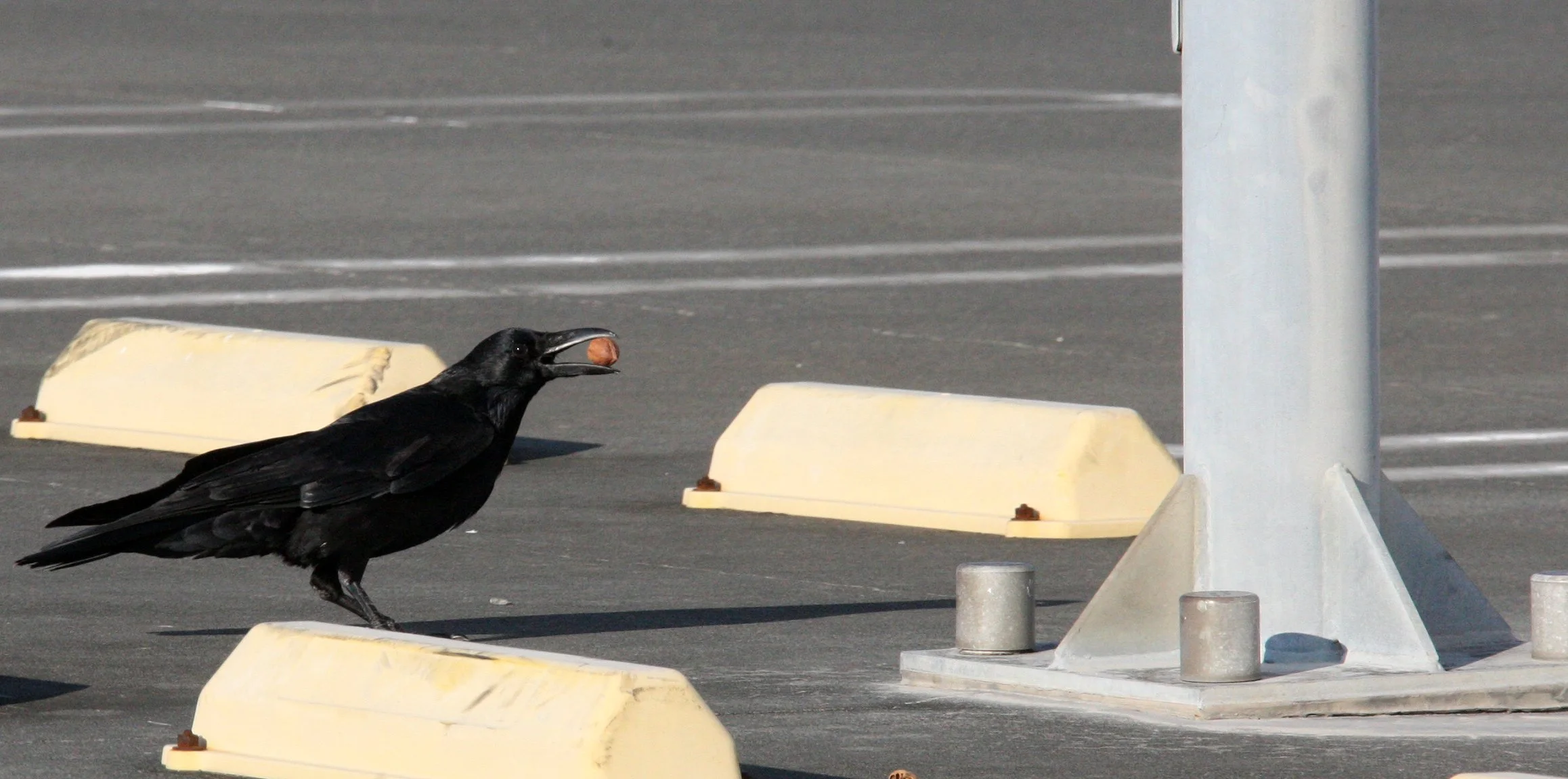 BIRD - CROW - CARRION CROW - OKITSU JAPAN - ALONG THE SHIZUOKA KEN COASTLINE - KUA ANDO ONSEN RESORT (1).JPG