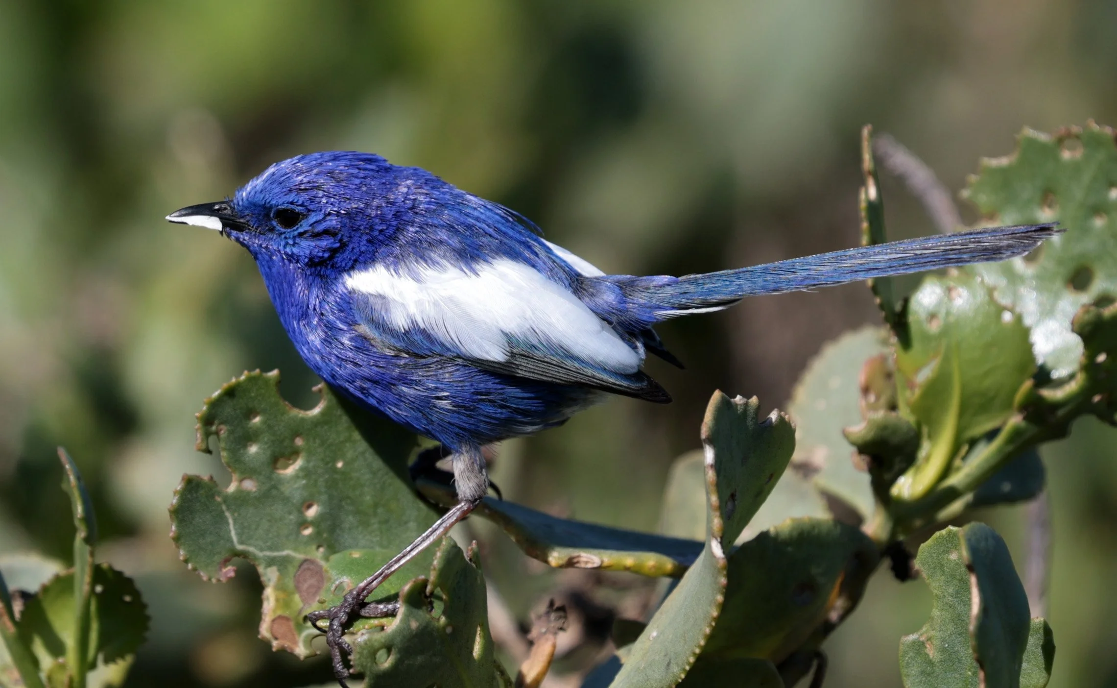 White-winged Fairywren (Malurus leucopterus) Mindarie - Western Australia (203).jpg