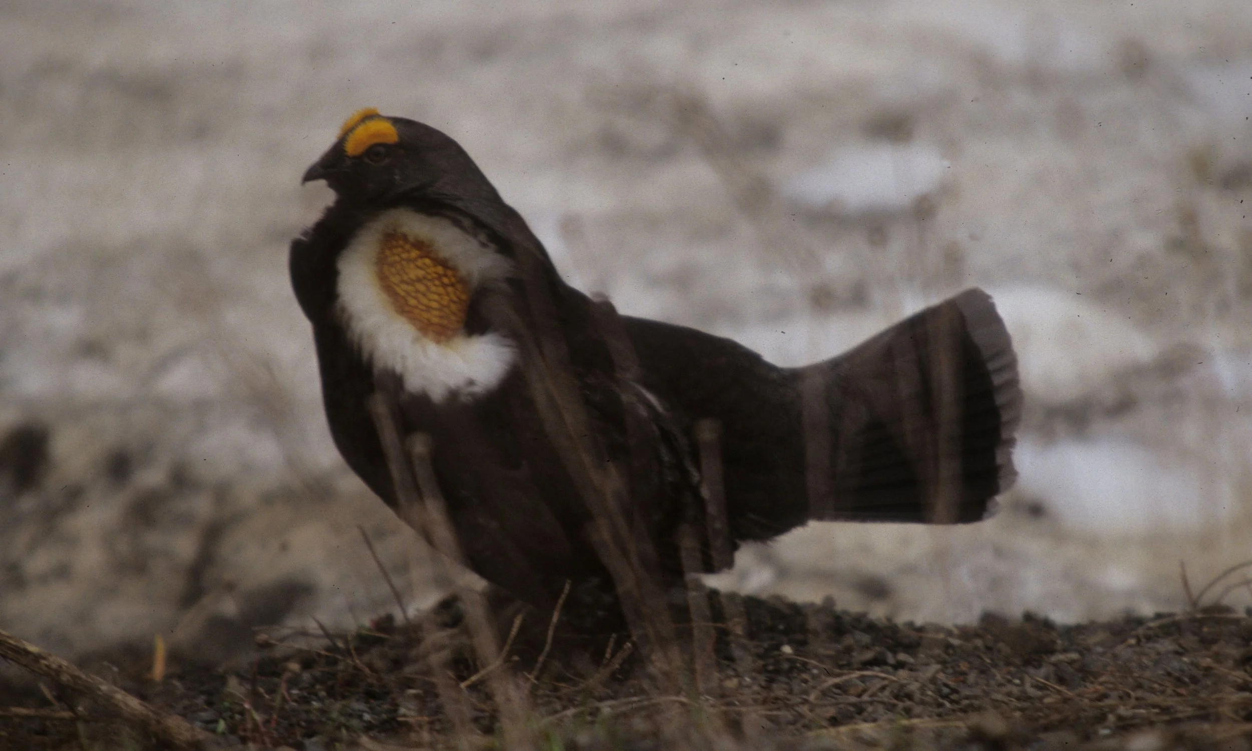 Sooty Blue Grouse Dendragapus Fuliginosus Coke Smith Wildlife sooty-blue-grouse-dendragapus-fuliginosus-coke-smith-wildlife