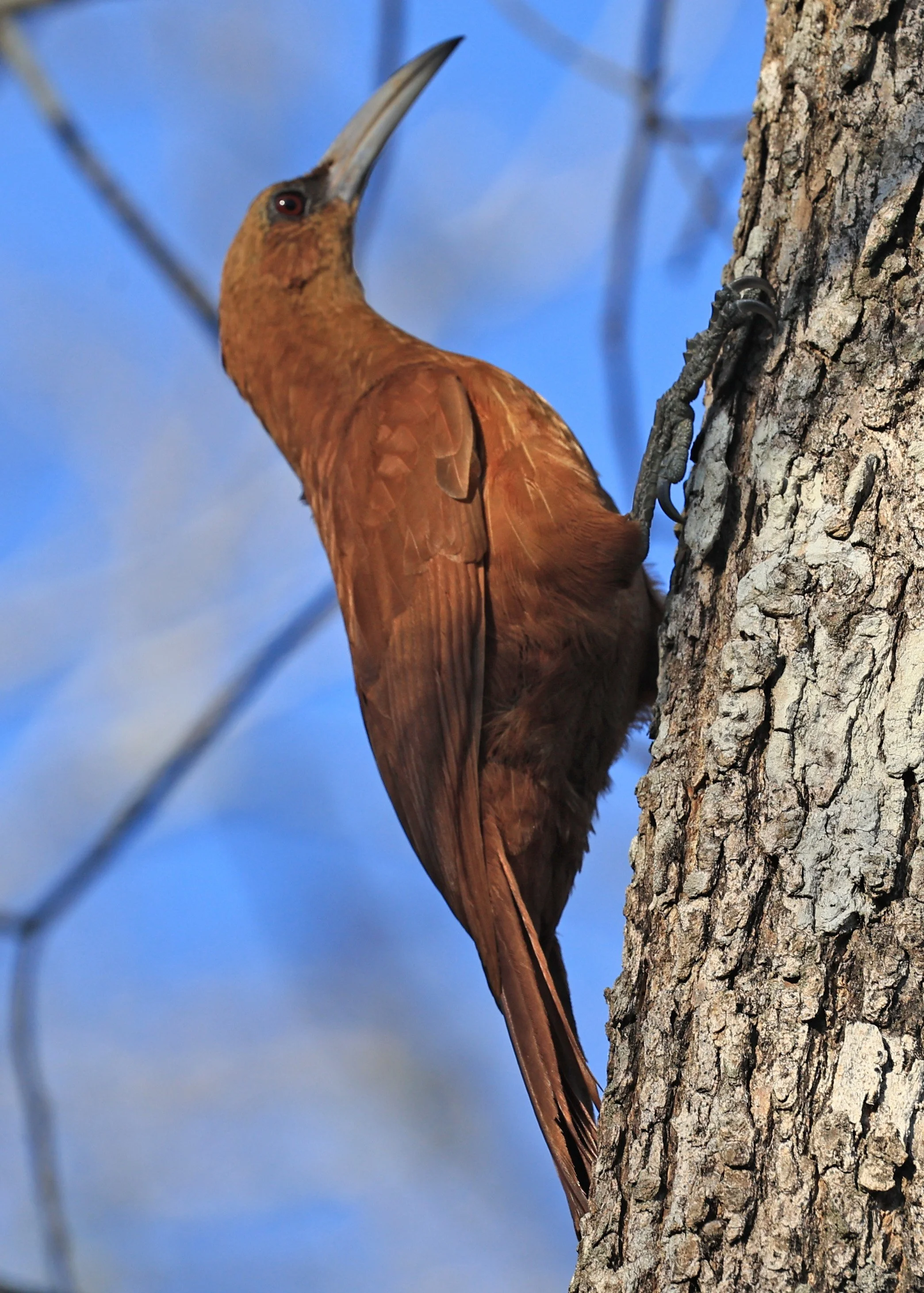 Great Rufous Woodcreeper (Xiphocolaptes major) Agua Dulce Paraguay (9).jpg