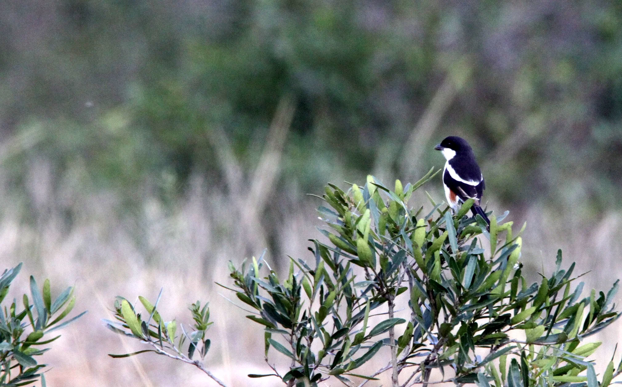 Southern Boubou (Laniarius ferrugineus) Imfolozi NP South Africa (4).JPG