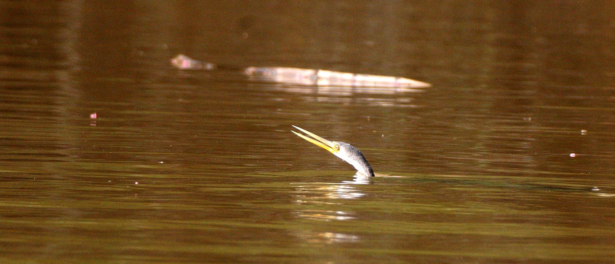 BIRD - ORIENTAL DARTER - KINABATANGAN RIVER BORNEO (9).JPG
