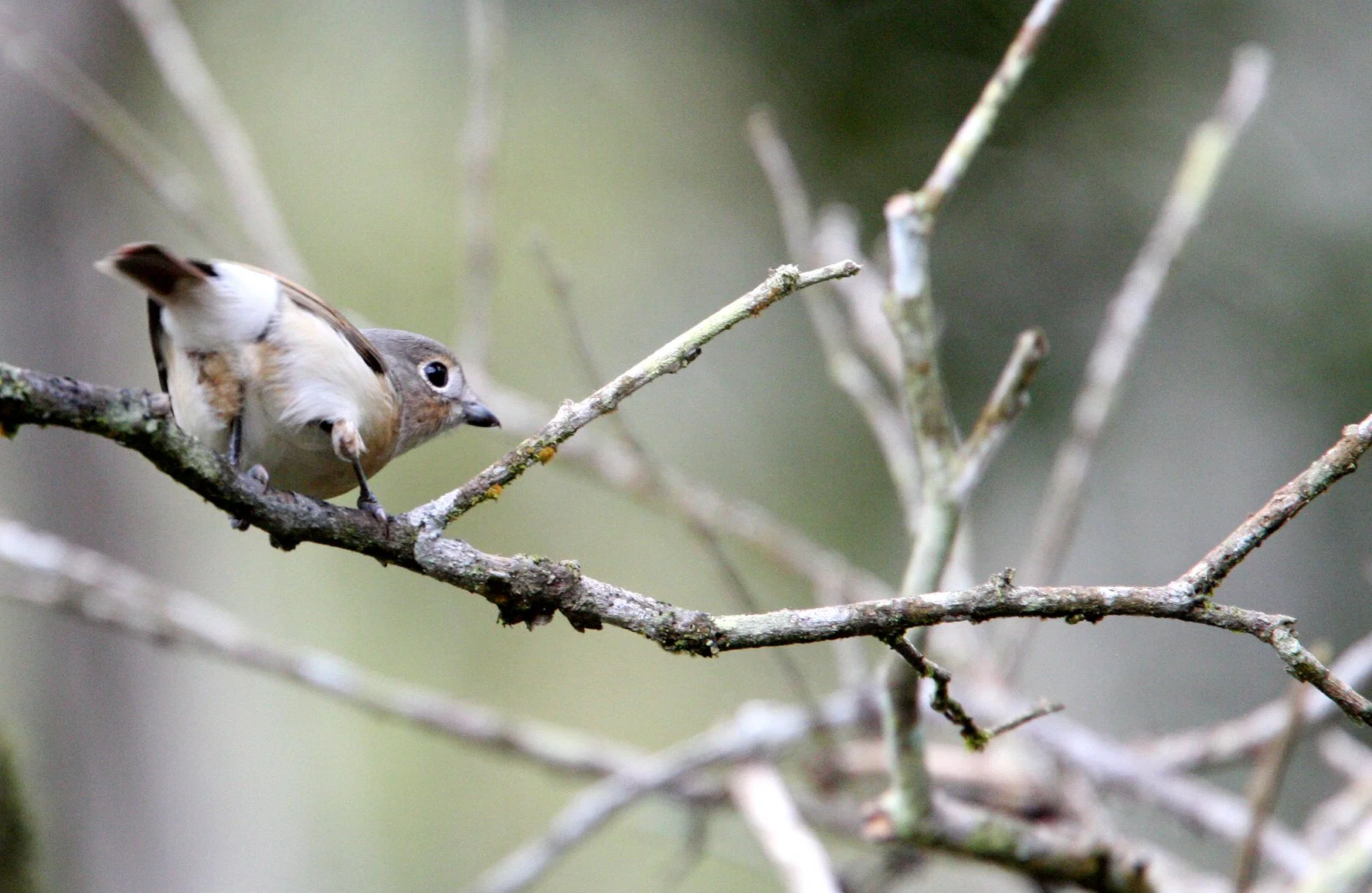 Calicalicus madagascariensis - Red-tailed Vanga - Mantadia NP, Madagascar (4).JPG