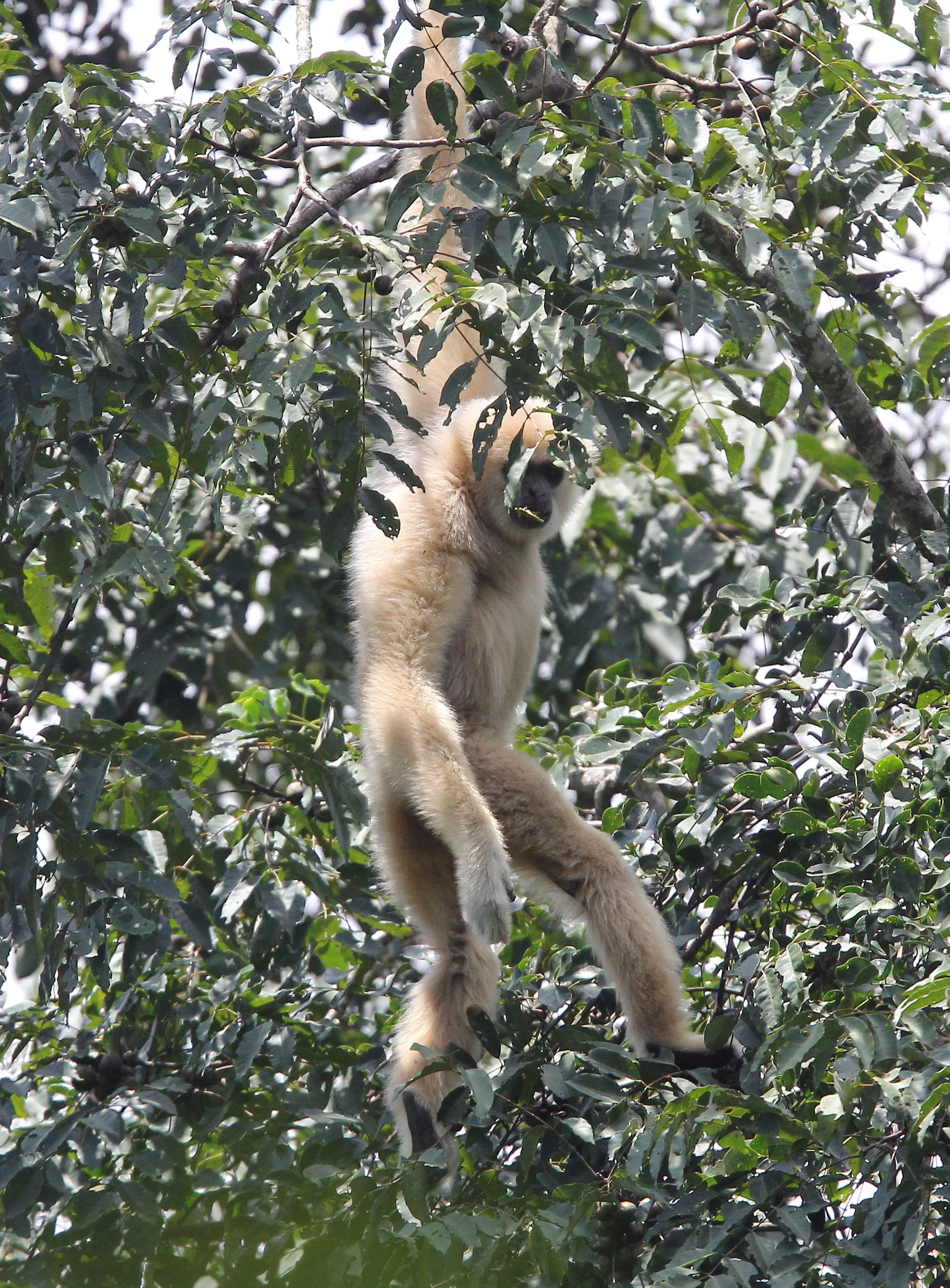HYLOBATIDAE - Hylobates lar entelloides - LAR GIBBON (WHITE-HANDED) - KHAO YAI NATIONAL PARK THAILAND (94).JPG