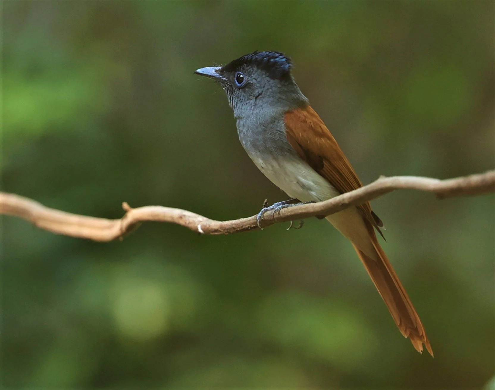 PARADISE-FLYCATCHER - BLYTH'S PARADISE-FLYCATCHER - Terpsiphone affinis - WAT THAM PRATHUM CHONBURI JAN 30 2022 (50).jpg