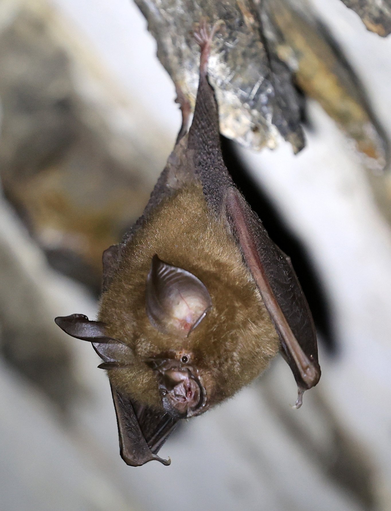 Pearson’s Horseshoe Bat (Rhinolophus pearsonii) Wat Sa Nam Sai Temple Pak Chong Thailand (14).jpg
