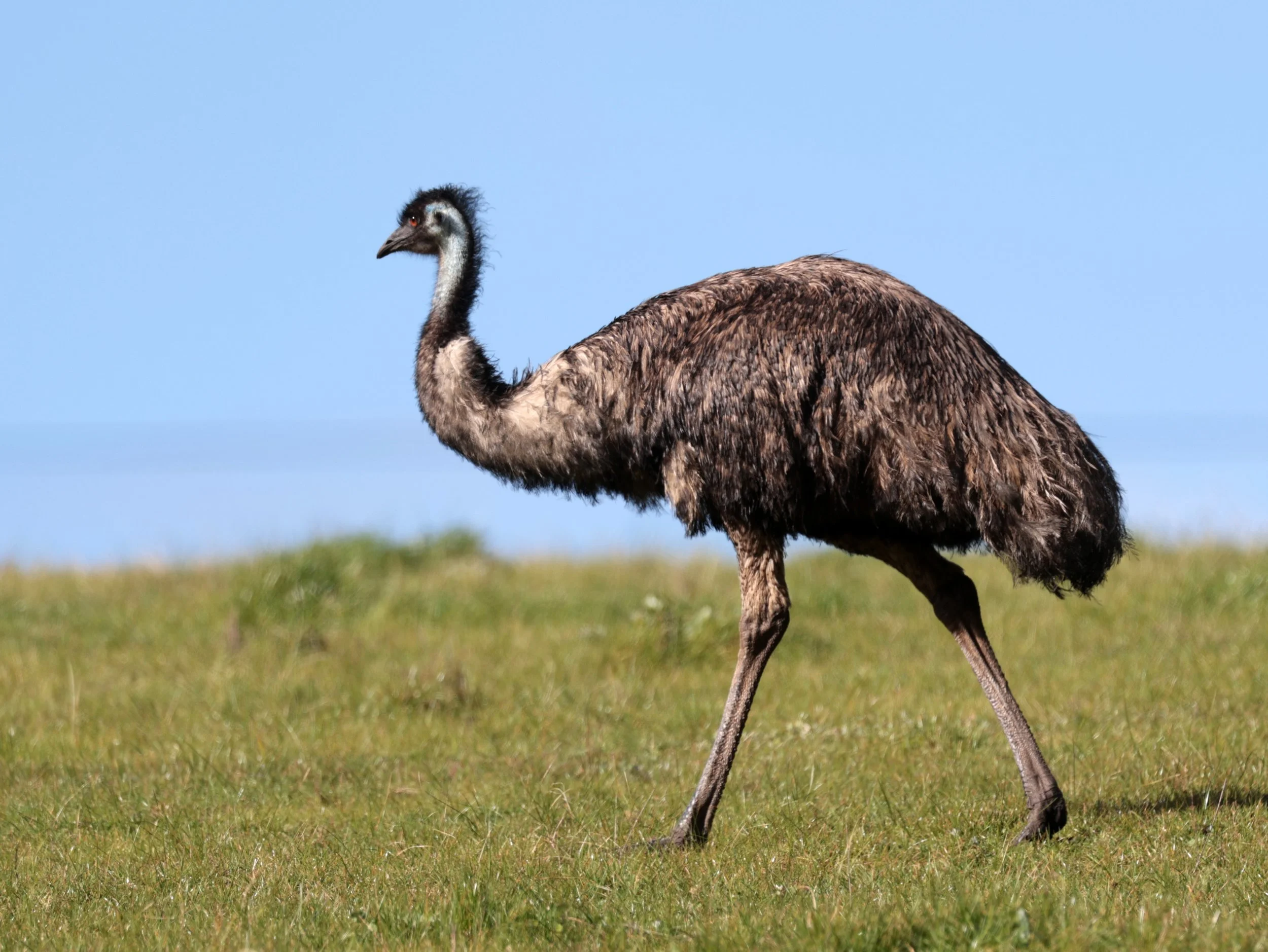Emu (Dromaius novaehollandiae) Mt Frankland NP - Western Australia (10).jpg