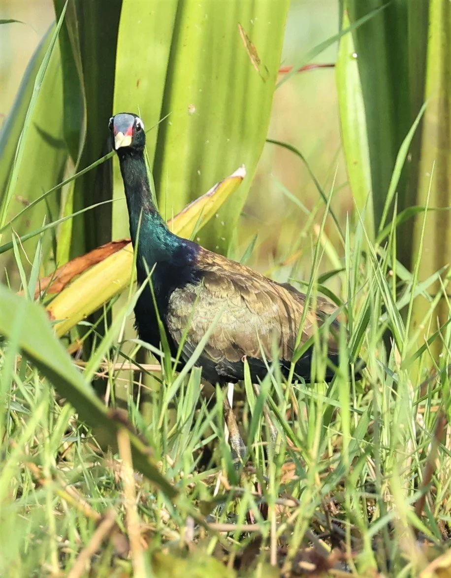 JACANA - BRONZE-WINGED JACANA - Metopidius indicus - THALE NOI WETLANDS PATTHALUNG PROVINCE (6).jpg
