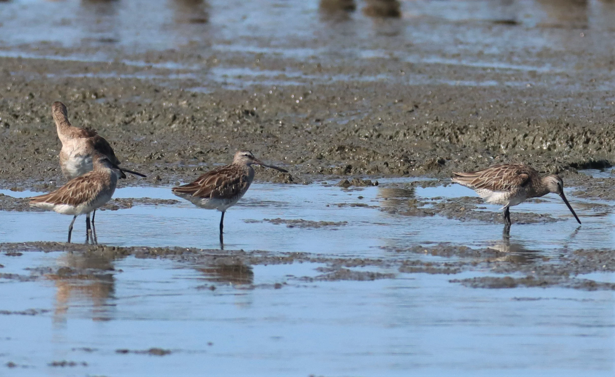 DOWITCHER - ASIAN DOWITCHER - Limnodromus semipalmatus - Mangrove Forest Research Center Samut Sakhon (73).jpg