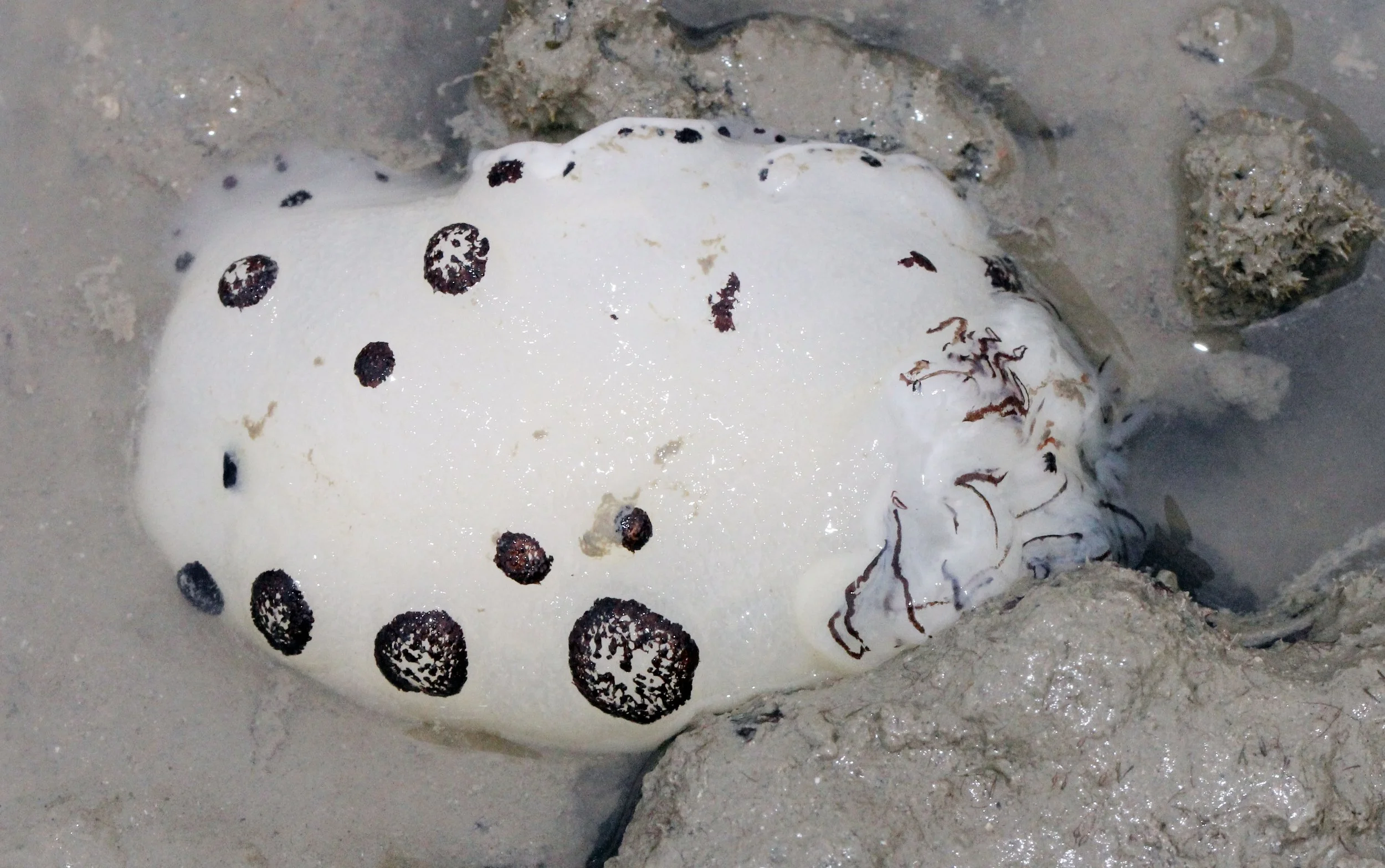 2015 Lanta stuff (3).JPG