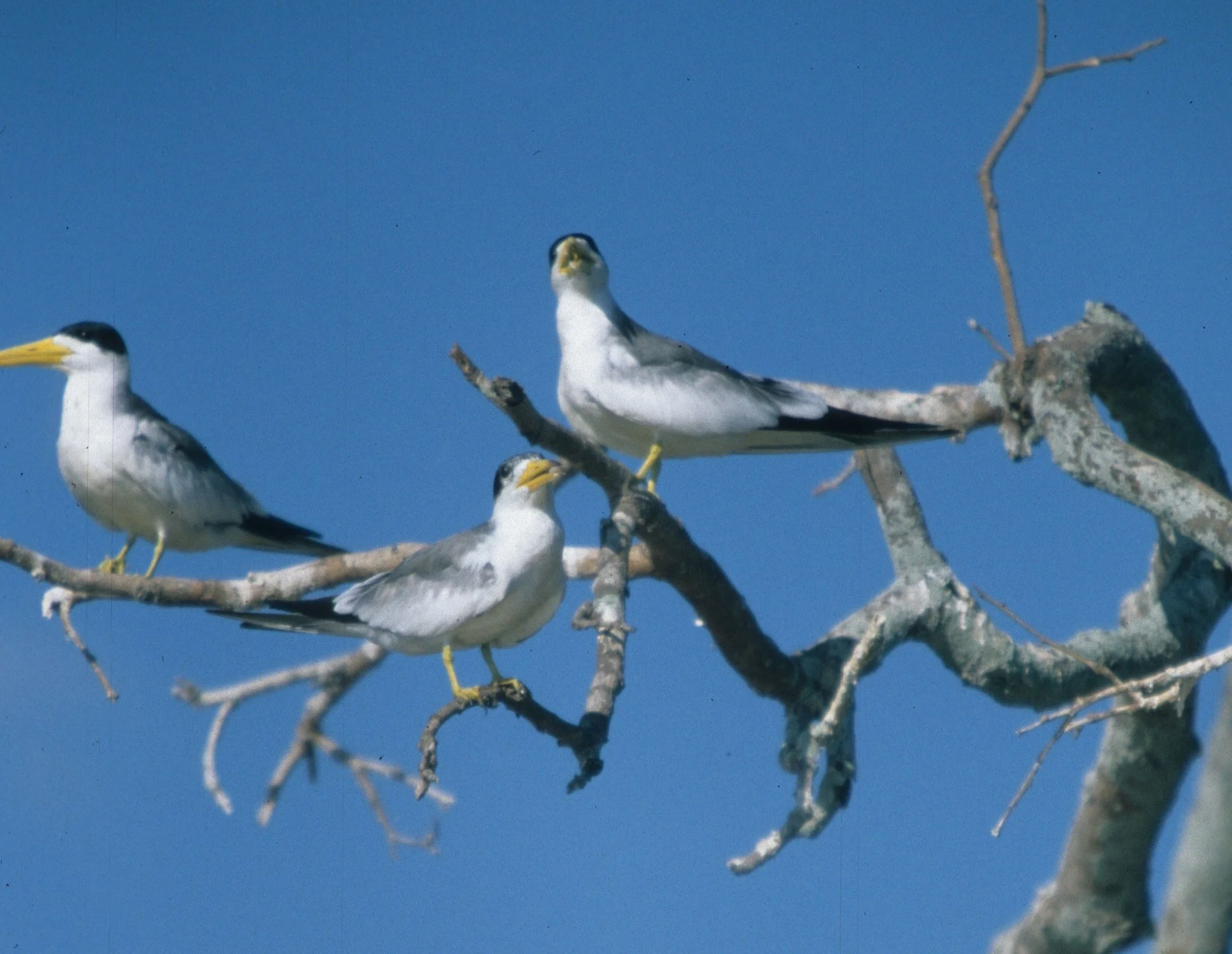 BIRD - TERN - LARGE BILLED - PANTANAL F.jpg