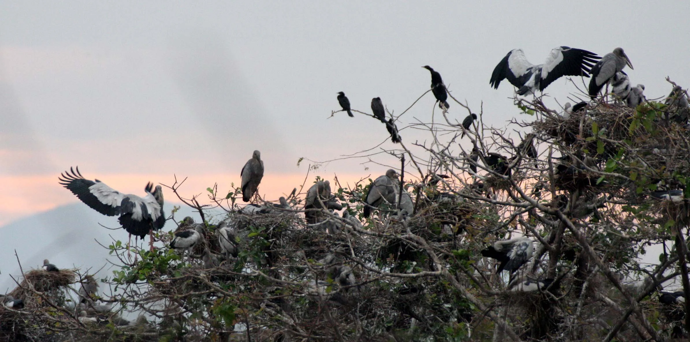 STORK - ASIAN OPENBILL - Anastomus oscitans - BUENG BORAPHET THAILAND (4).JPG