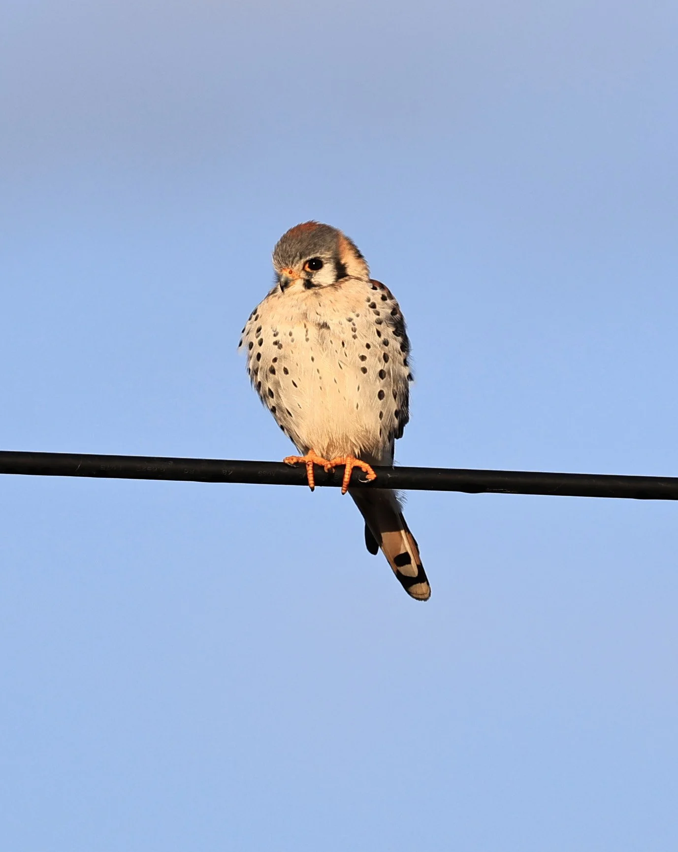American Kestrel (Falco sparverius) Aurora Chaquena Reserve, Neuland Mennonite Colony Paraguay (7).jpg